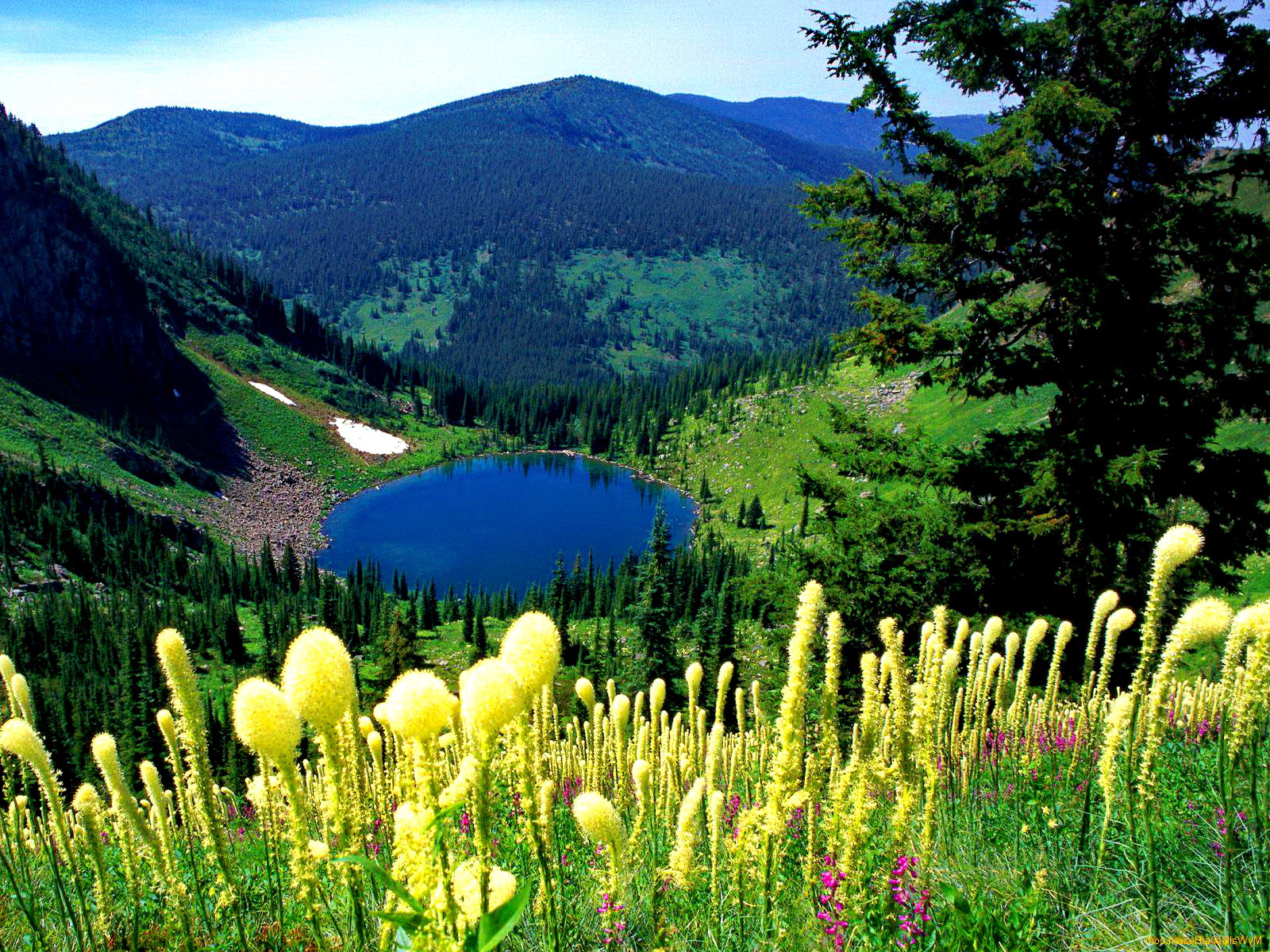 Téléchargez gratuitement l'image Paysage, Montagne, Lac, Fleur, Arbre, Terre/nature sur le bureau de votre PC