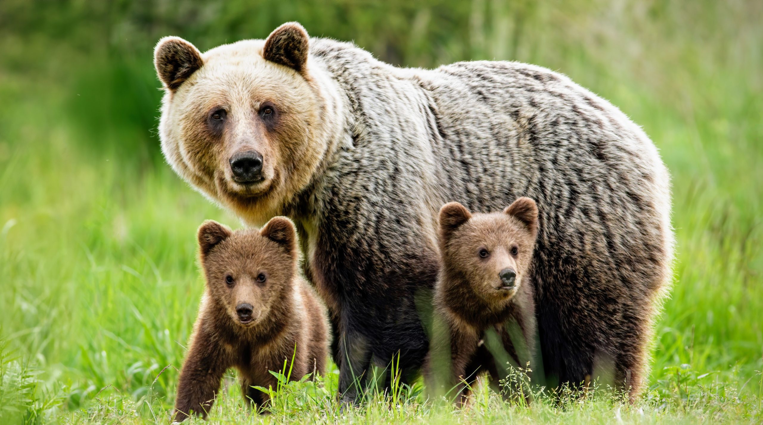 Free download wallpaper Bears, Bear, Animal, Baby Animal, Cub on your PC desktop