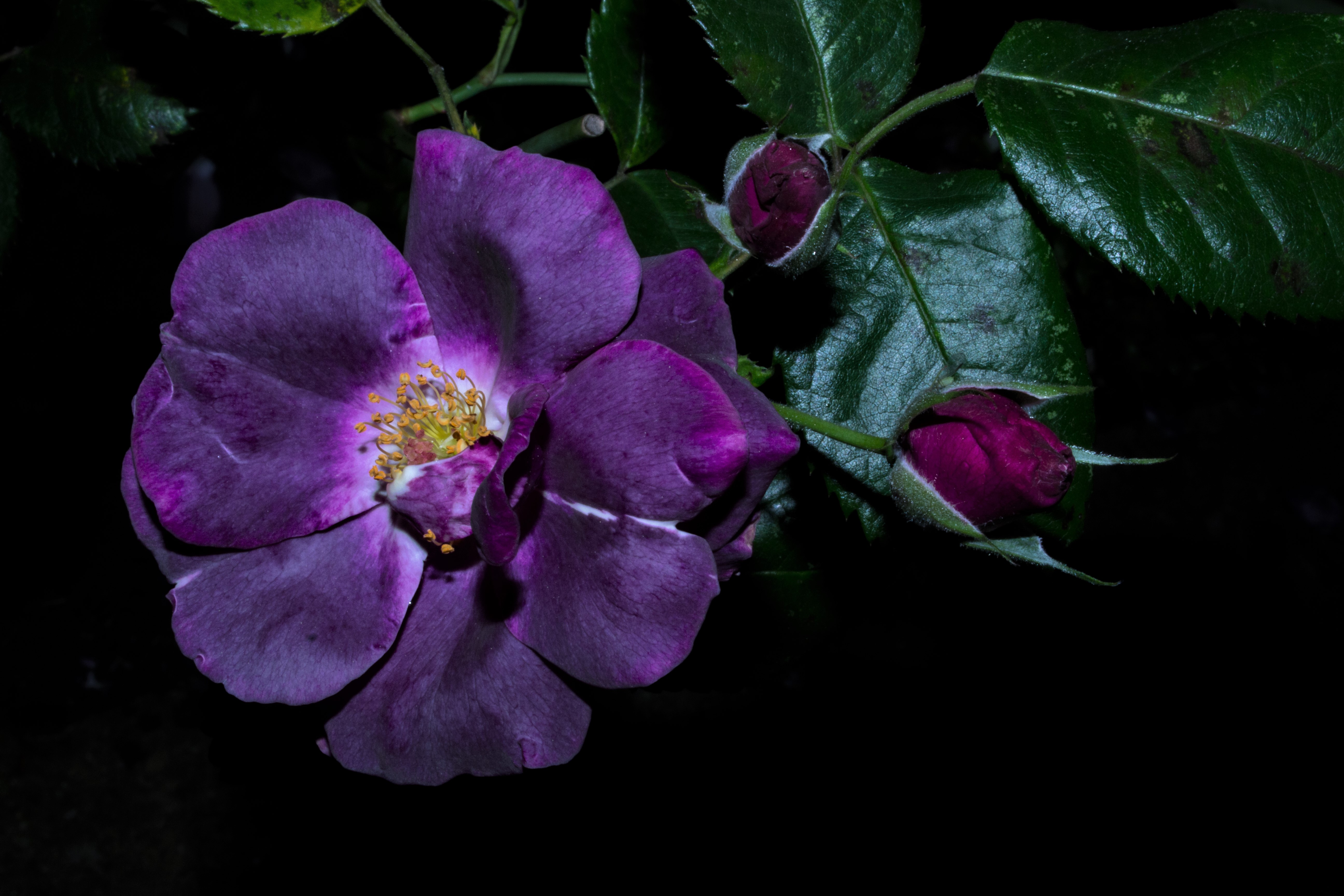 Descarga gratuita de fondo de pantalla para móvil de Flores, Rosa, Flor, Flor Purpura, Tierra/naturaleza.
