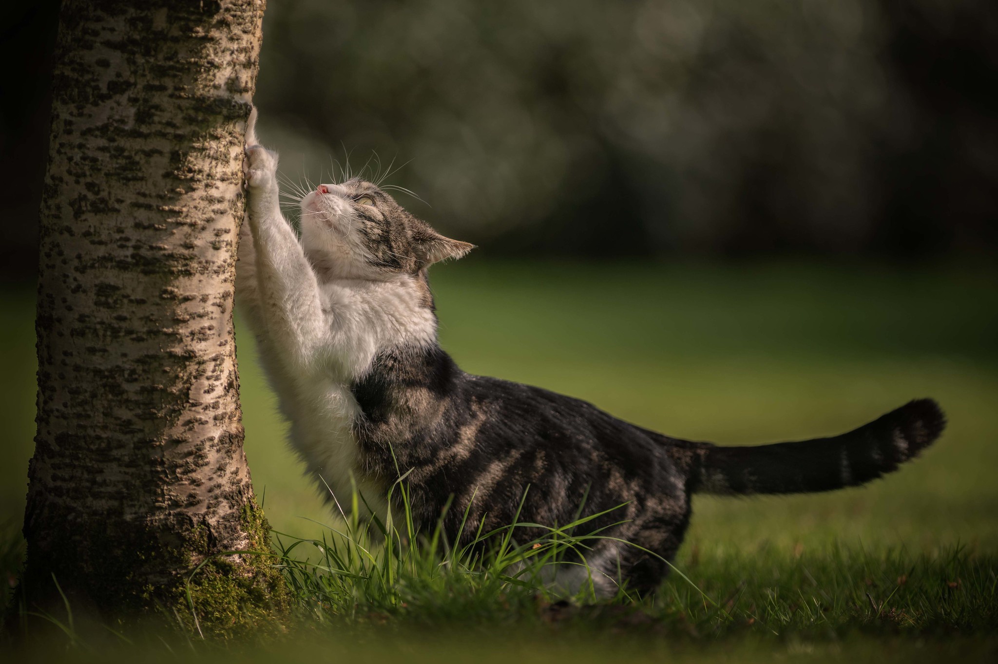 Handy-Wallpaper Katze, Katzen, Tiere kostenlos herunterladen.