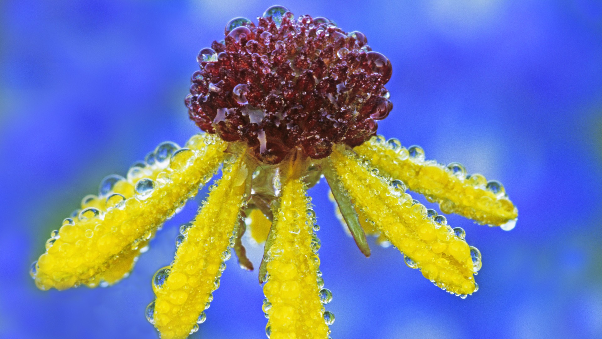 Descarga gratuita de fondo de pantalla para móvil de Flores, Flor, Tierra/naturaleza.