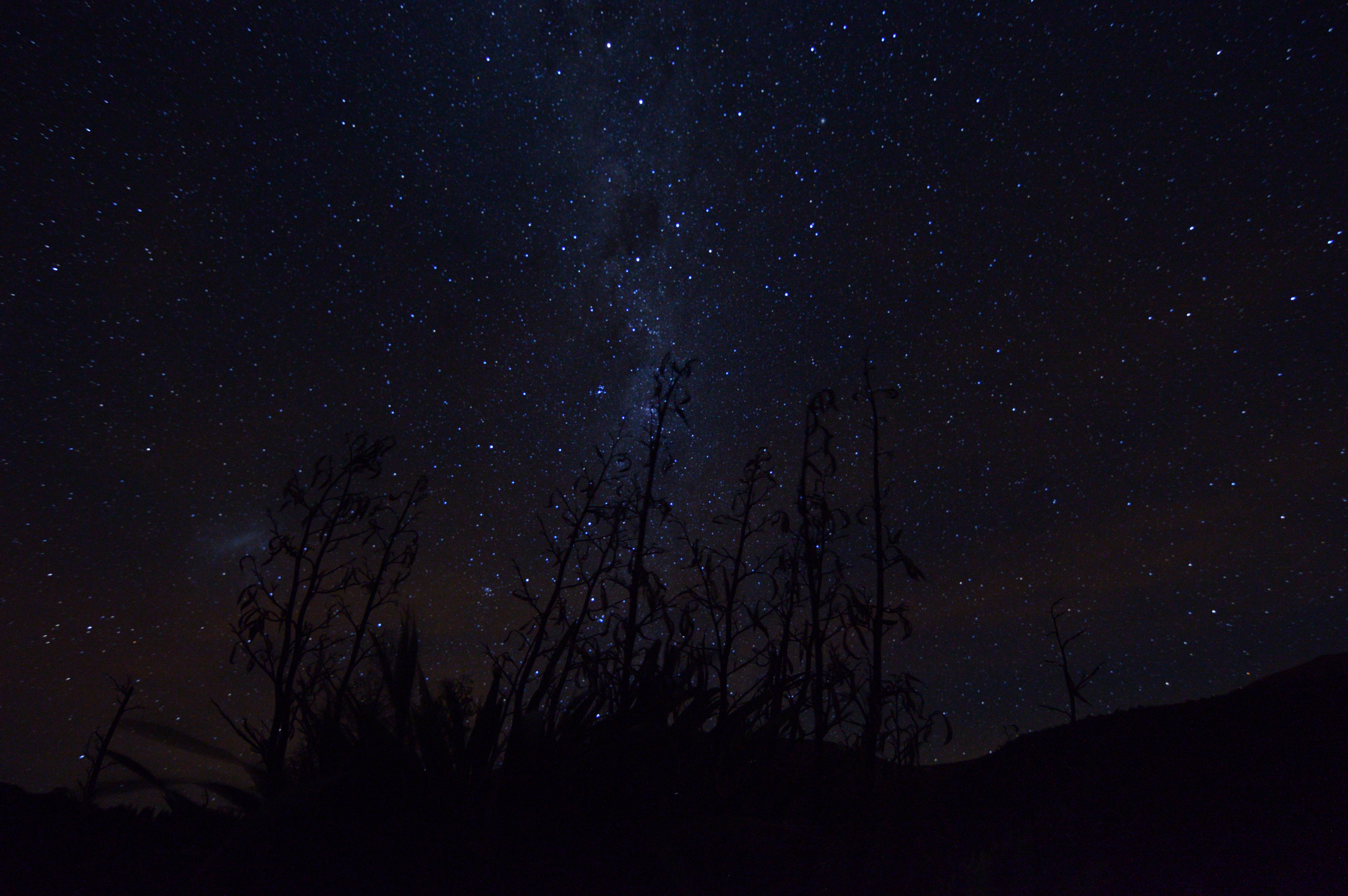 Download mobile wallpaper Stars, Plants, Silhouettes, Night, Milky Way, Dark for free.