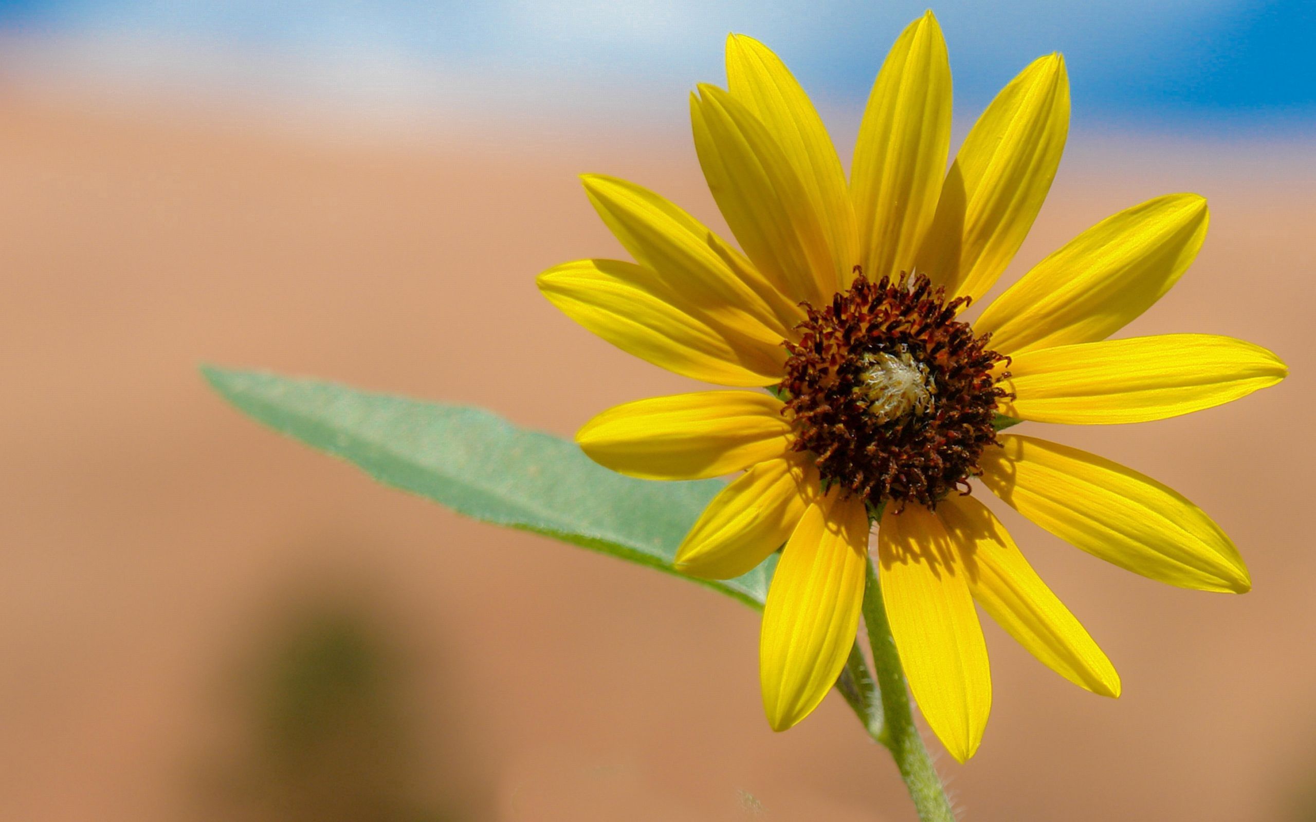 Laden Sie das Blütenblätter, Blume, Natur-Bild kostenlos auf Ihren PC-Desktop herunter