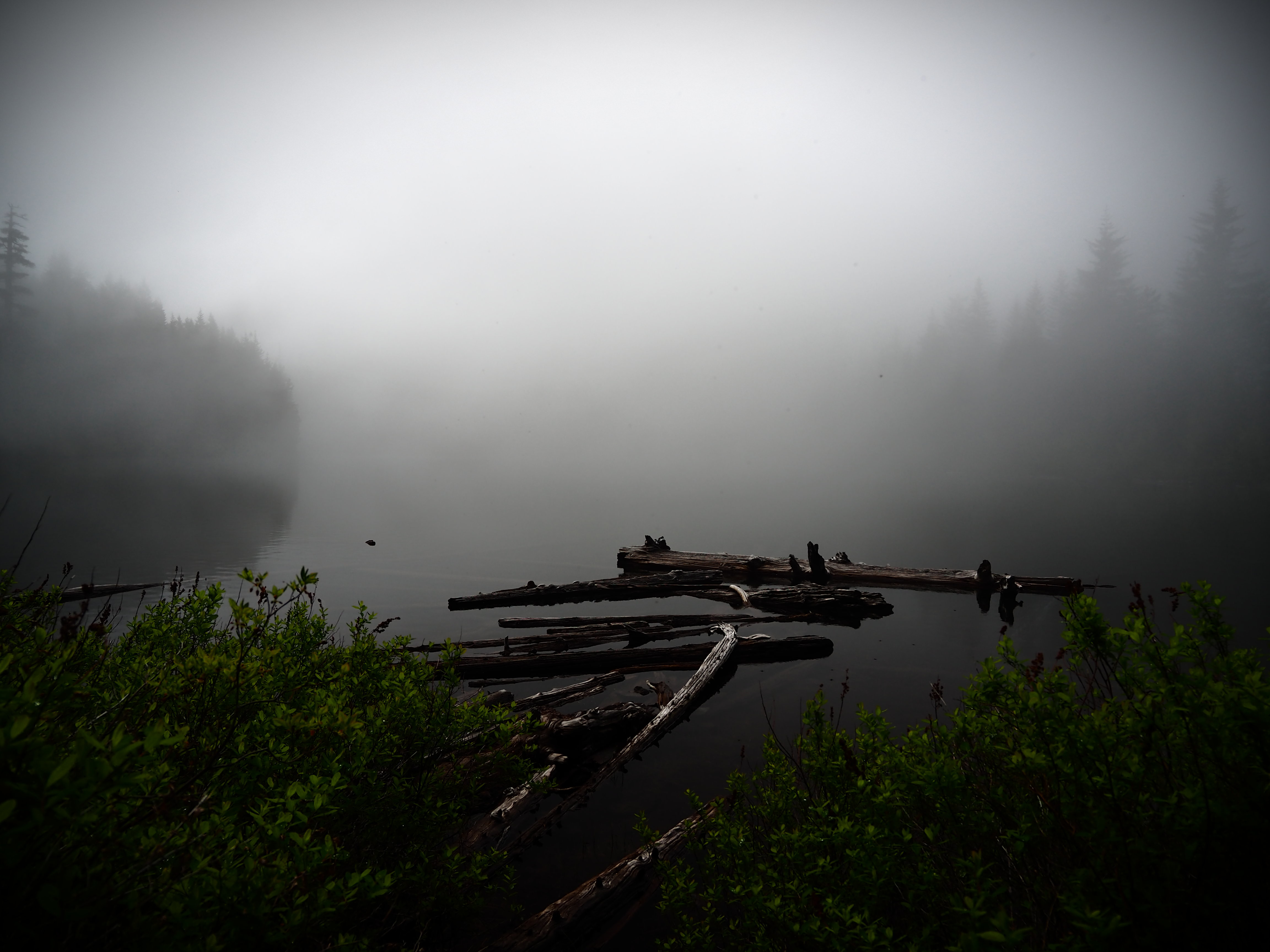 Free download wallpaper Bush, Lake, Fog, Nature, Water on your PC desktop