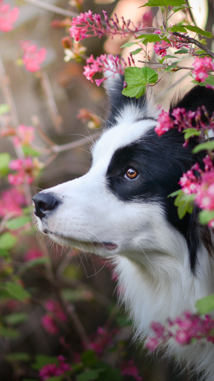 Download mobile wallpaper Dogs, Dog, Animal, Cute, Border Collie for free.