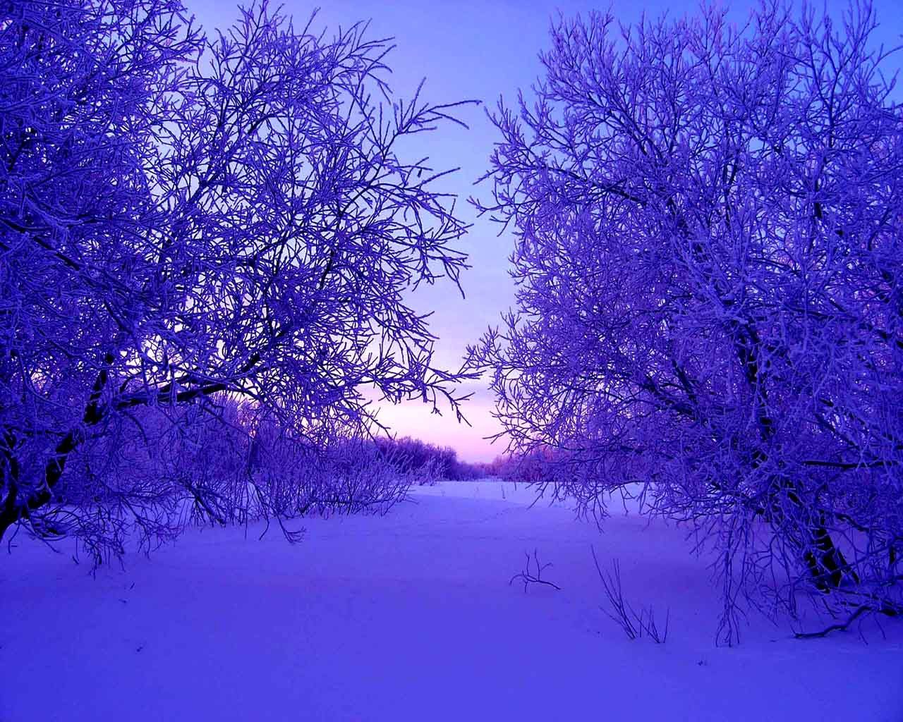 winter, nature, trees, snow, evening, drifts