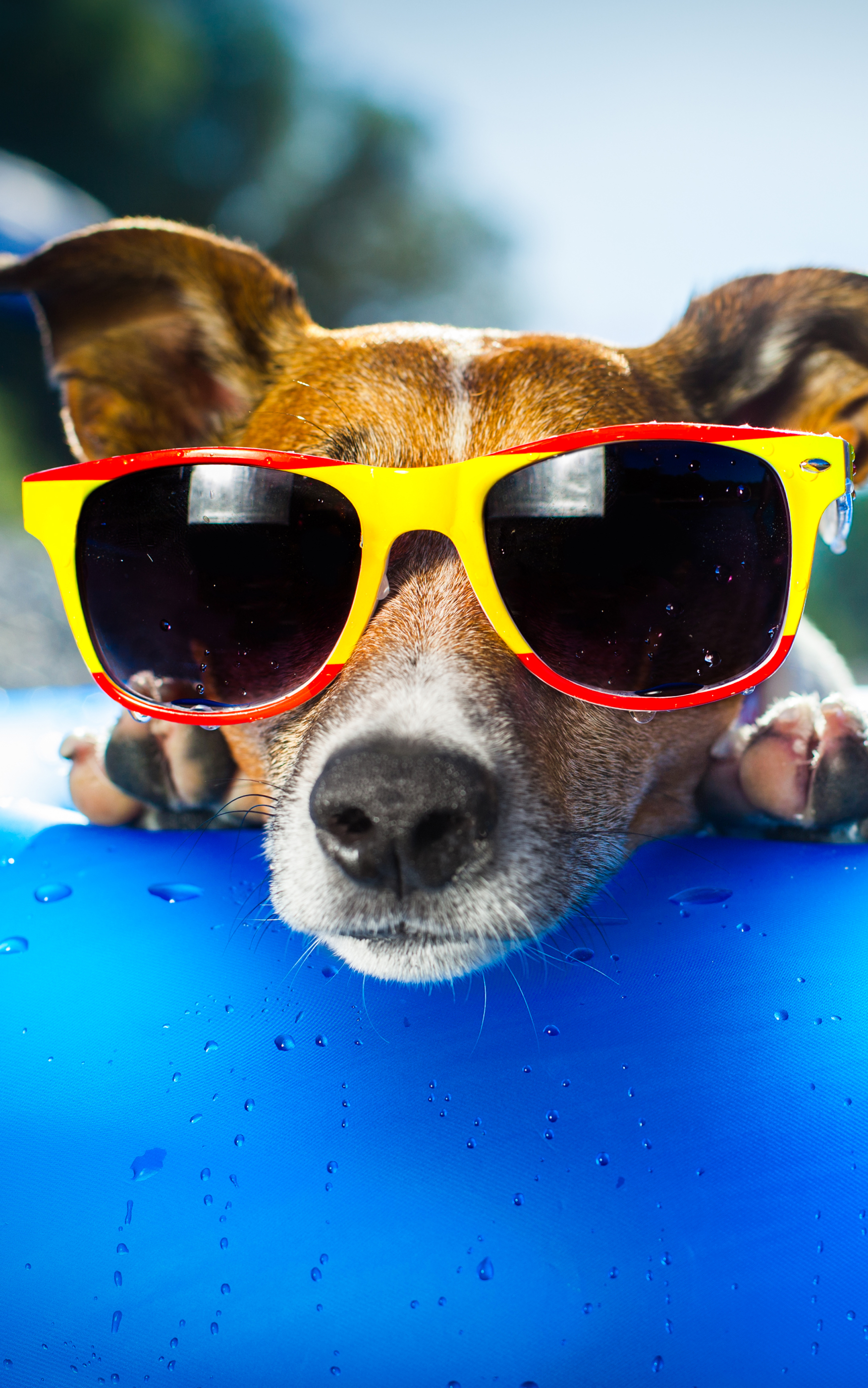 Скачать обои бесплатно Животные, Собаки, Собака, Солнцезащитные Очки, Джек Рассел Терьер картинка на рабочий стол ПК