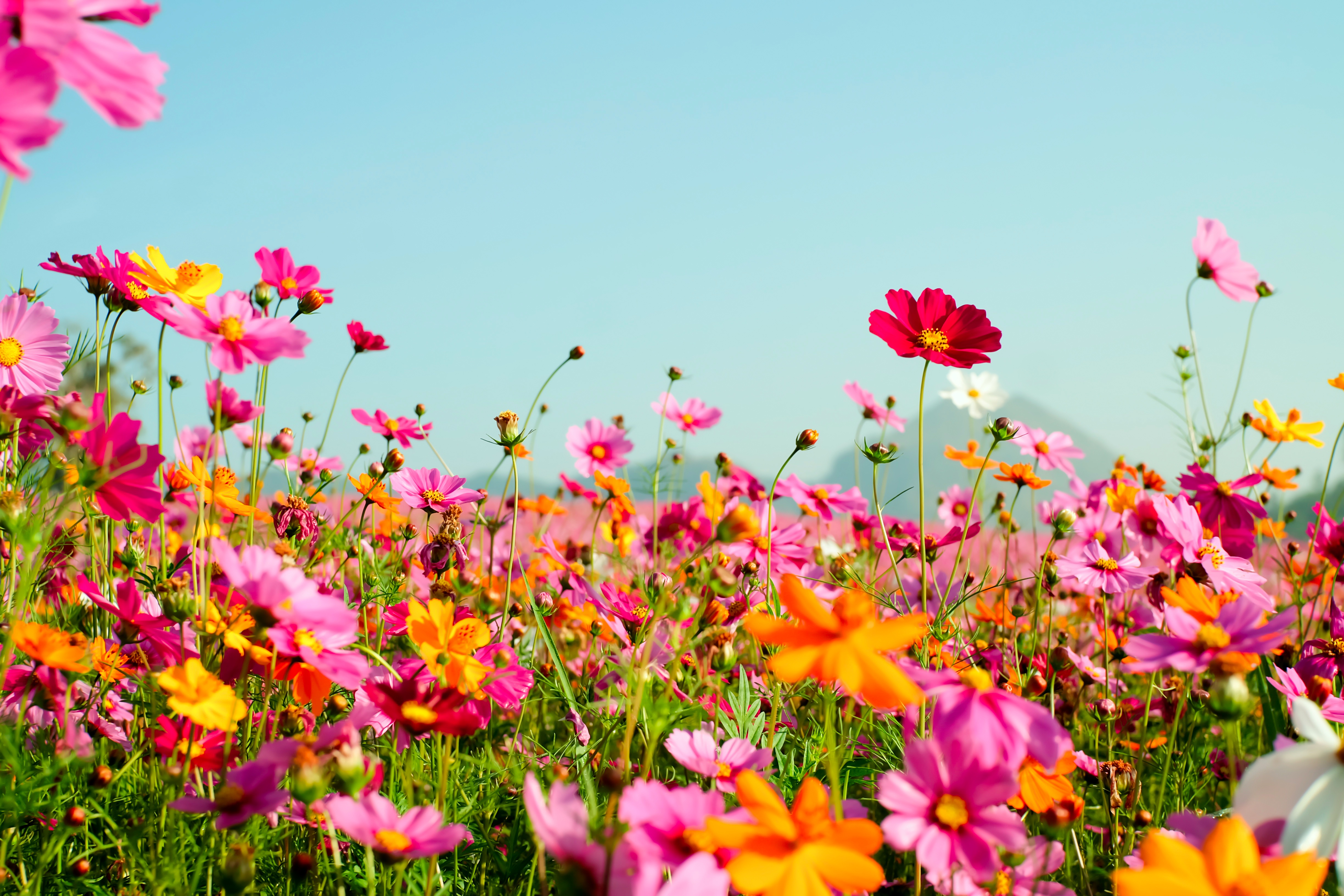 無料モバイル壁紙フラワーズ, 宇宙, 夏, 花, 地球, 牧草地, ピンクの花, オレンジフラワーをダウンロードします。