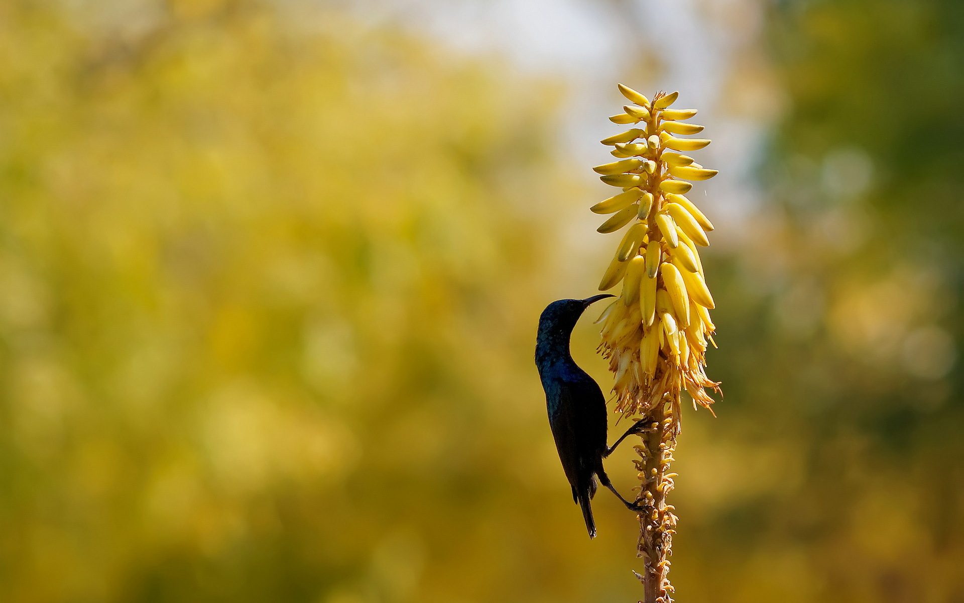 Baixar papel de parede para celular de Pássaro, Aves, Animais gratuito.