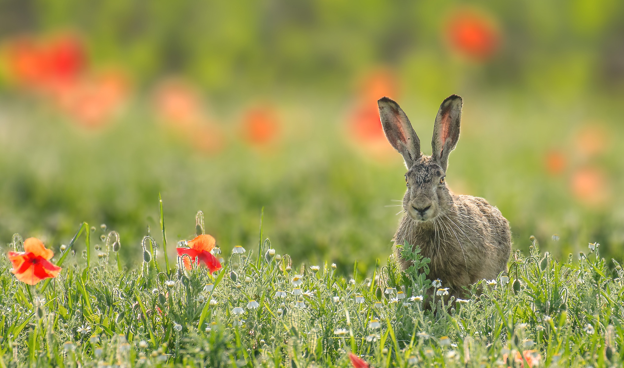 無料モバイル壁紙動物, ポピー, 花, 野ウサギ, 赤い花をダウンロードします。