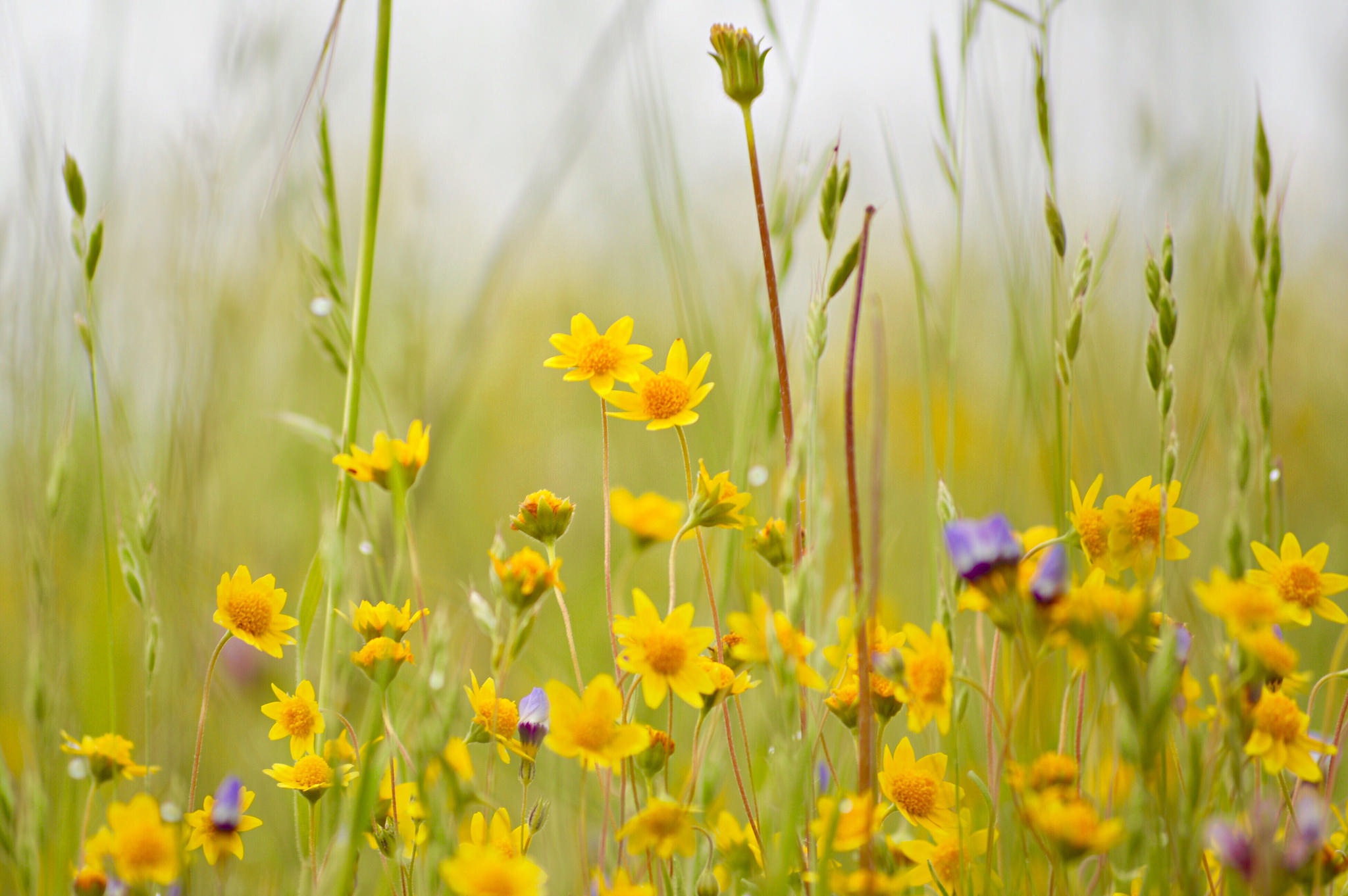 Téléchargez des papiers peints mobile Fleurs, Fleur, Fleur Jaune, La Nature, Terre/nature gratuitement.