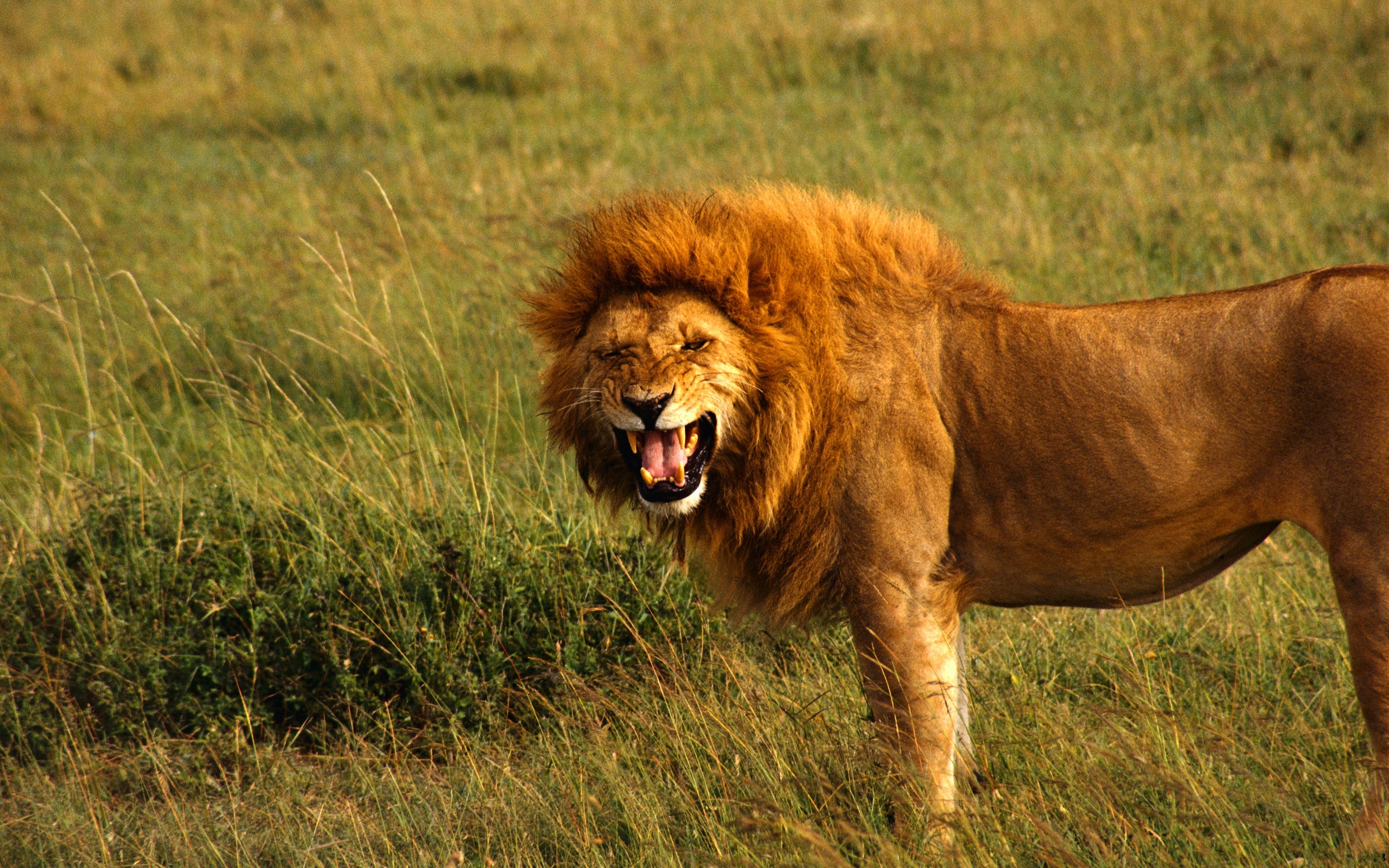 Téléchargez des papiers peints mobile Animaux, Chats, Lion gratuitement.