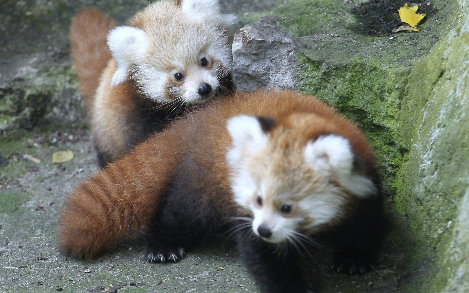 738739 скачать картинку животные, красная панда, малая панда - обои и заставки бесплатно