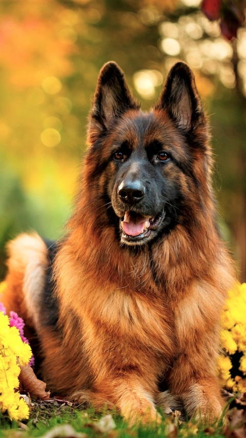 Download mobile wallpaper Dogs, Dog, Animal, German Shepherd for free.