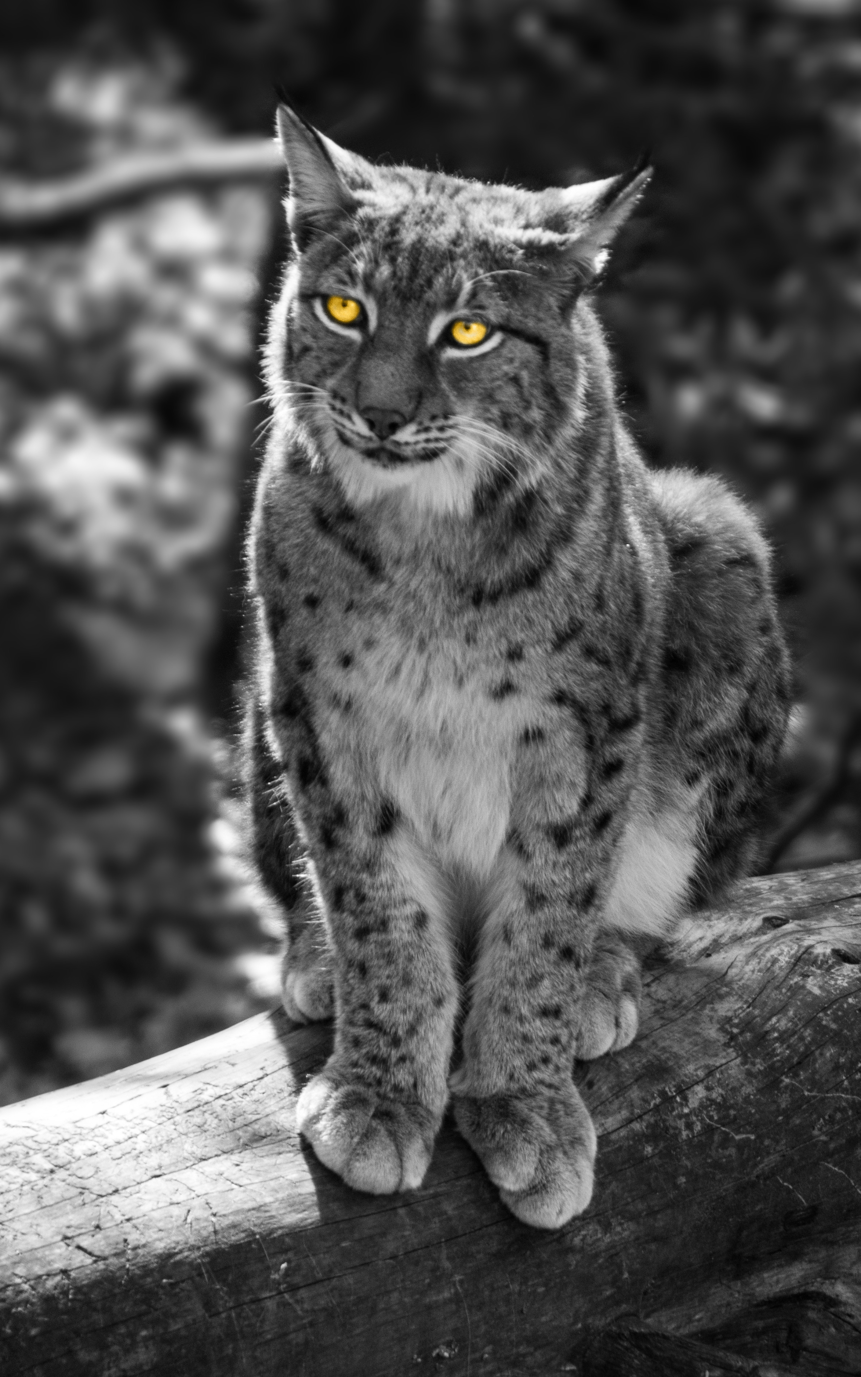 Download mobile wallpaper Cats, Animal, Lynx, Selective Color for free.