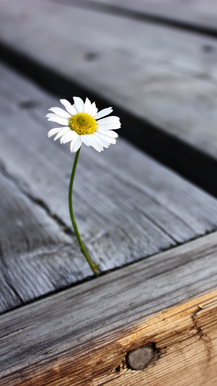 Descarga gratuita de fondo de pantalla para móvil de Flores, Flor, Margarita, Tierra/naturaleza.