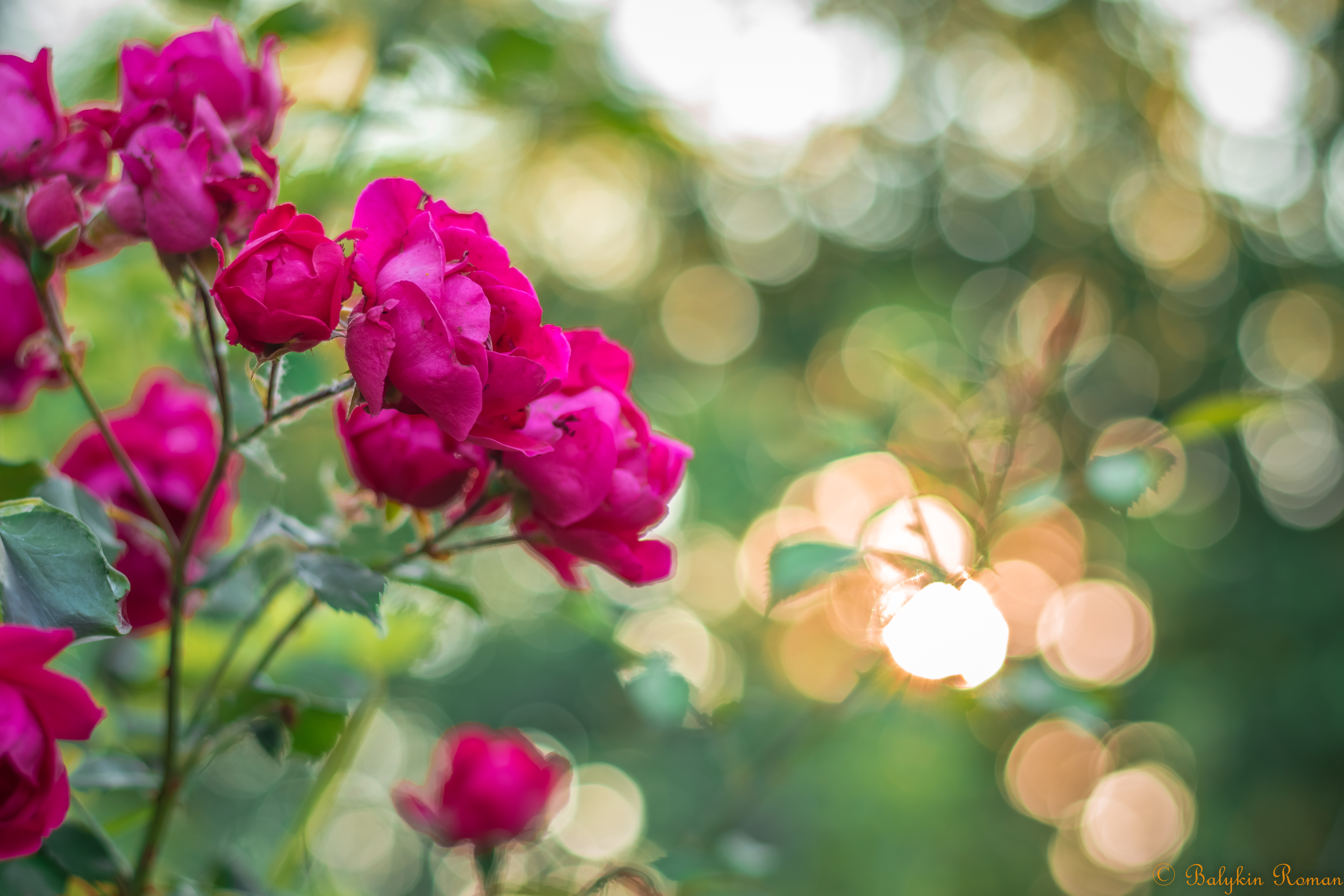 Free download wallpaper Flowers, Flower, Rose, Earth on your PC desktop