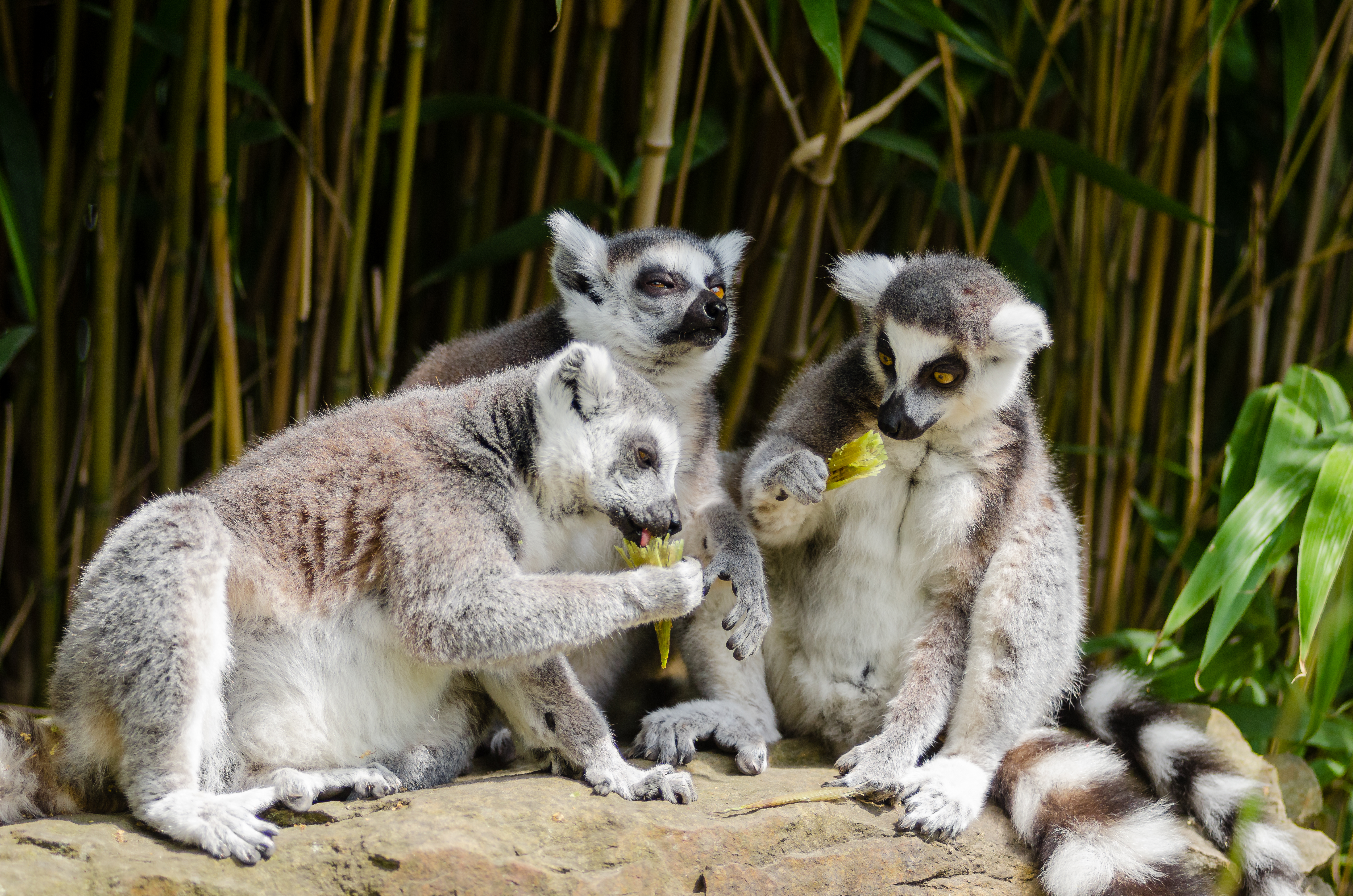 Handy-Wallpaper Tiere, Lemur, Primas, Affen kostenlos herunterladen.