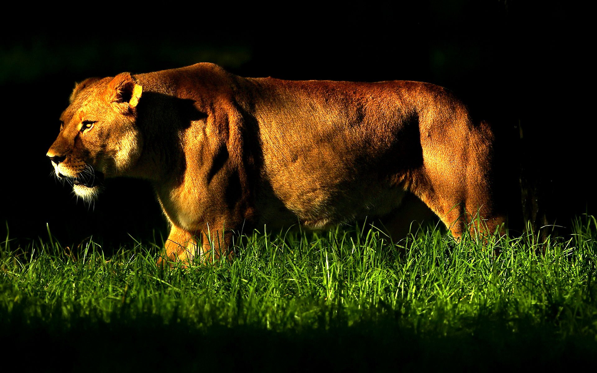 Handy-Wallpaper Tiere, Katzen, Löwe kostenlos herunterladen.