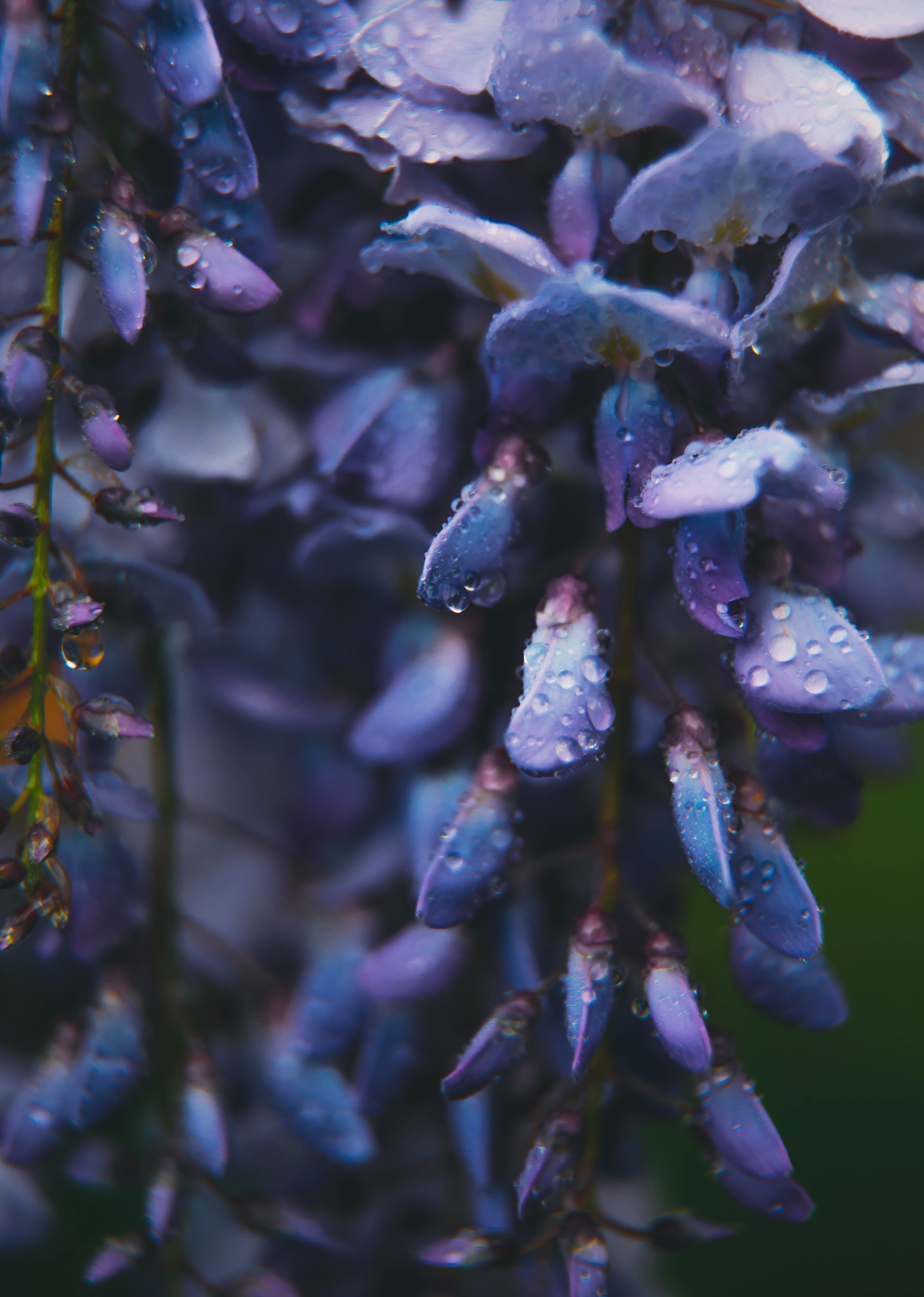 Laden Sie das Drops, Blumen, Blume-Bild kostenlos auf Ihren PC-Desktop herunter