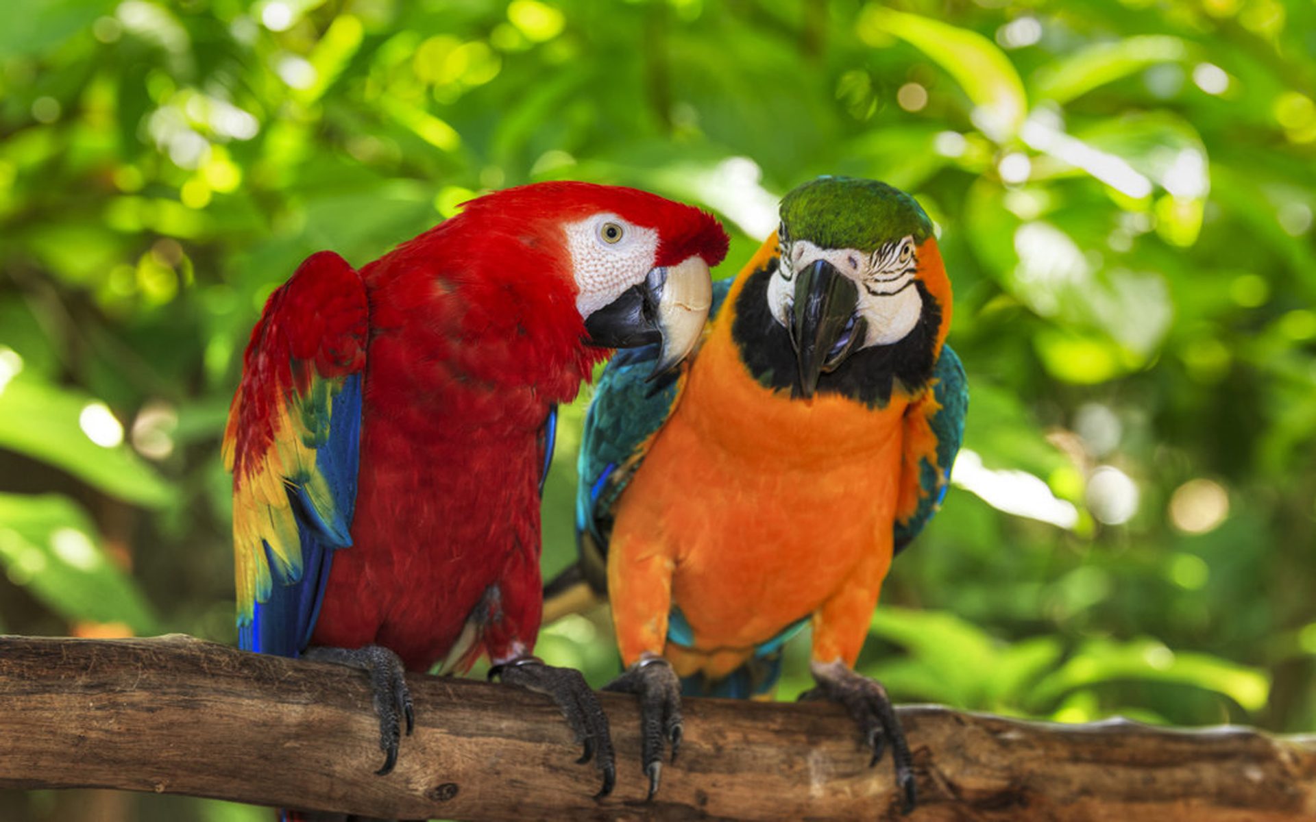 Laden Sie das Tiere, Vögel, Vogel, Bunt, Ara, Hellroter Ara, Catalina Ara-Bild kostenlos auf Ihren PC-Desktop herunter