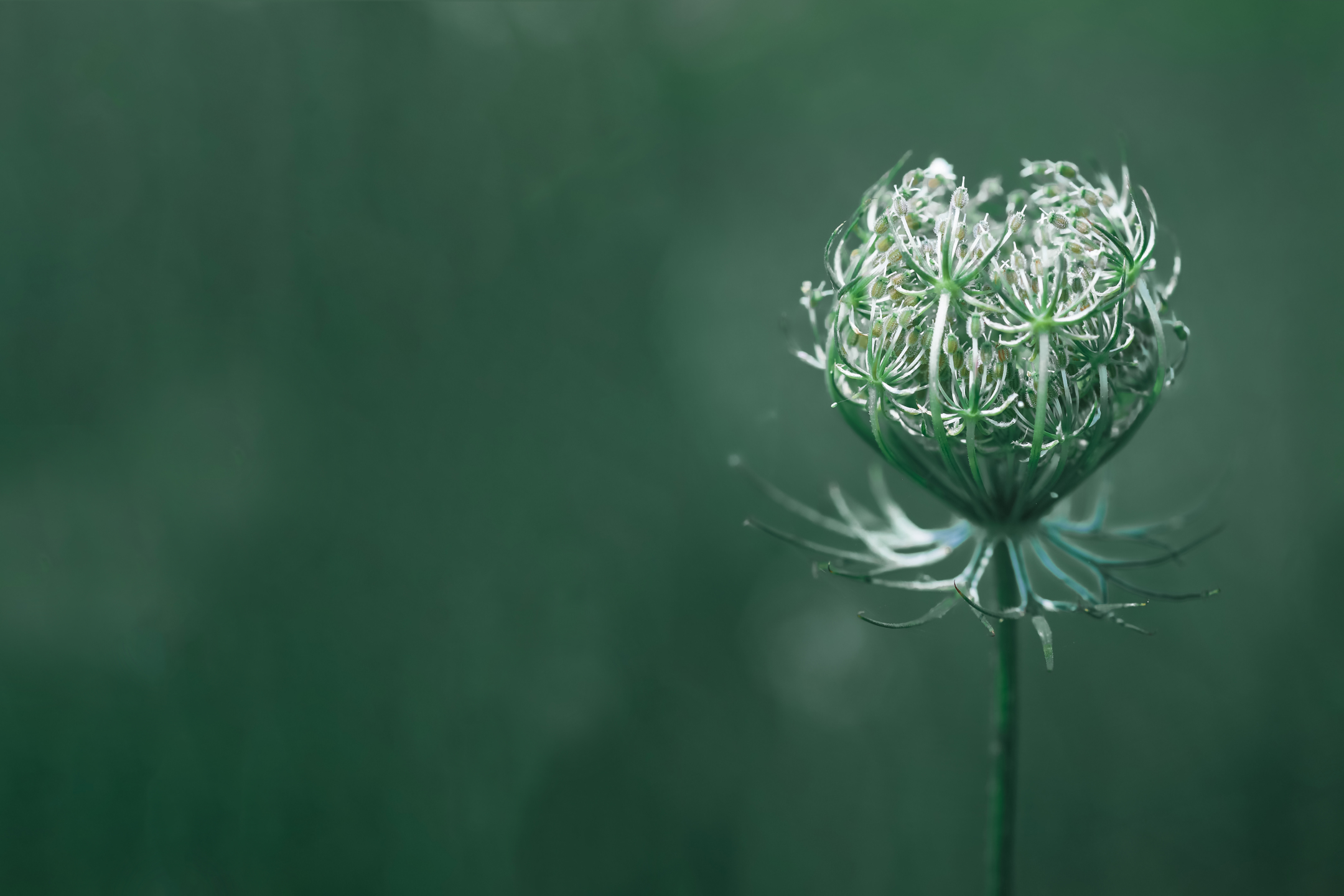 Téléchargez gratuitement l'image Fleurs, Fleur, La Nature, Terre/nature sur le bureau de votre PC