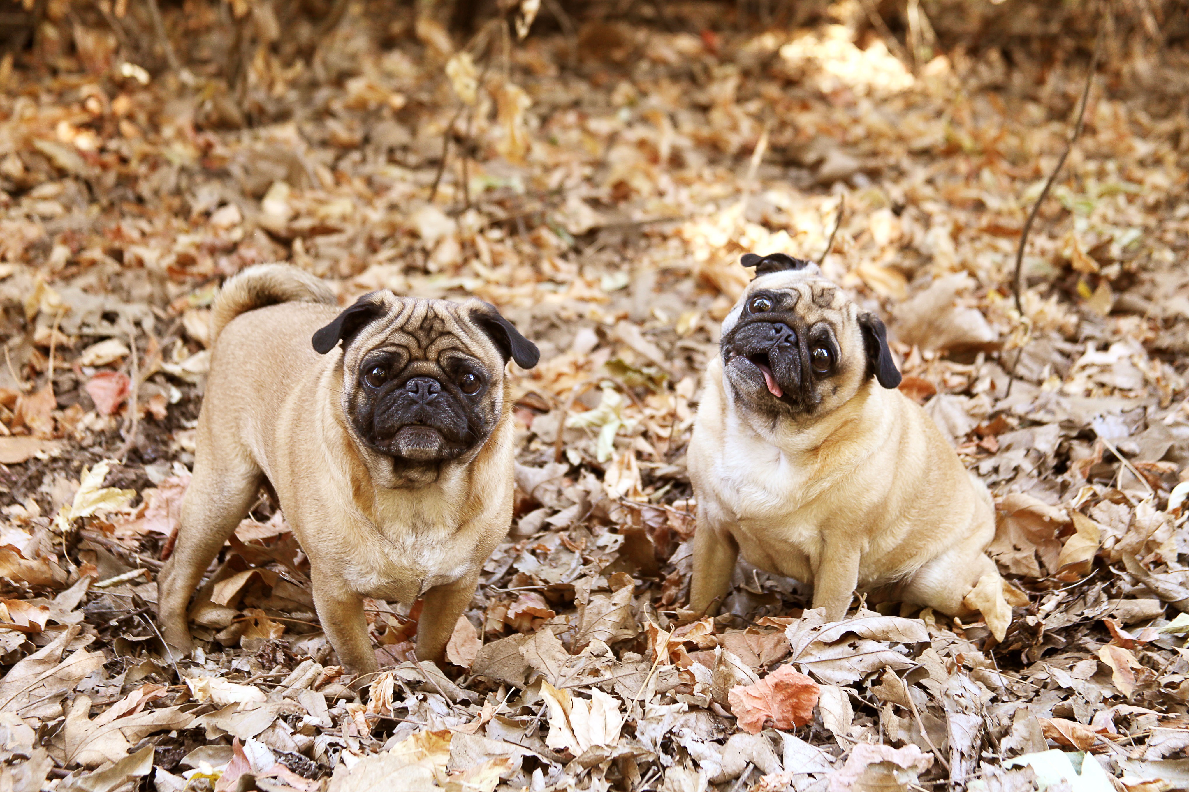 Free download wallpaper Cool, Pug, Animals, Dogs, Foliage on your PC desktop