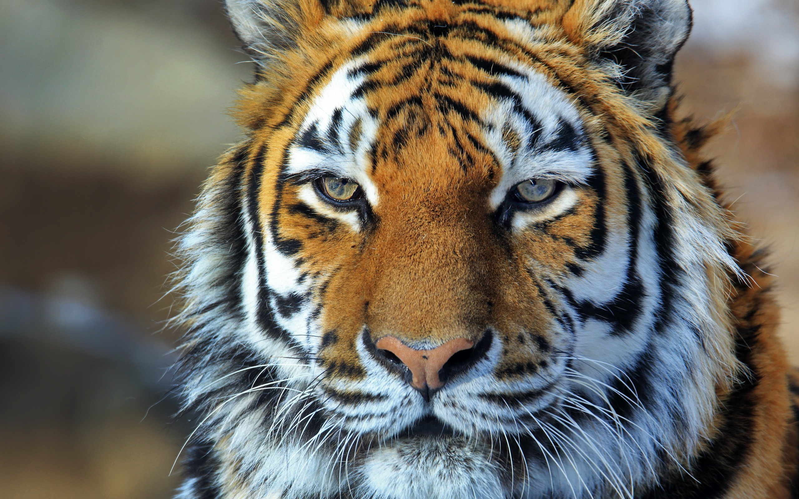 Download mobile wallpaper Cats, Animal, Tiger for free.