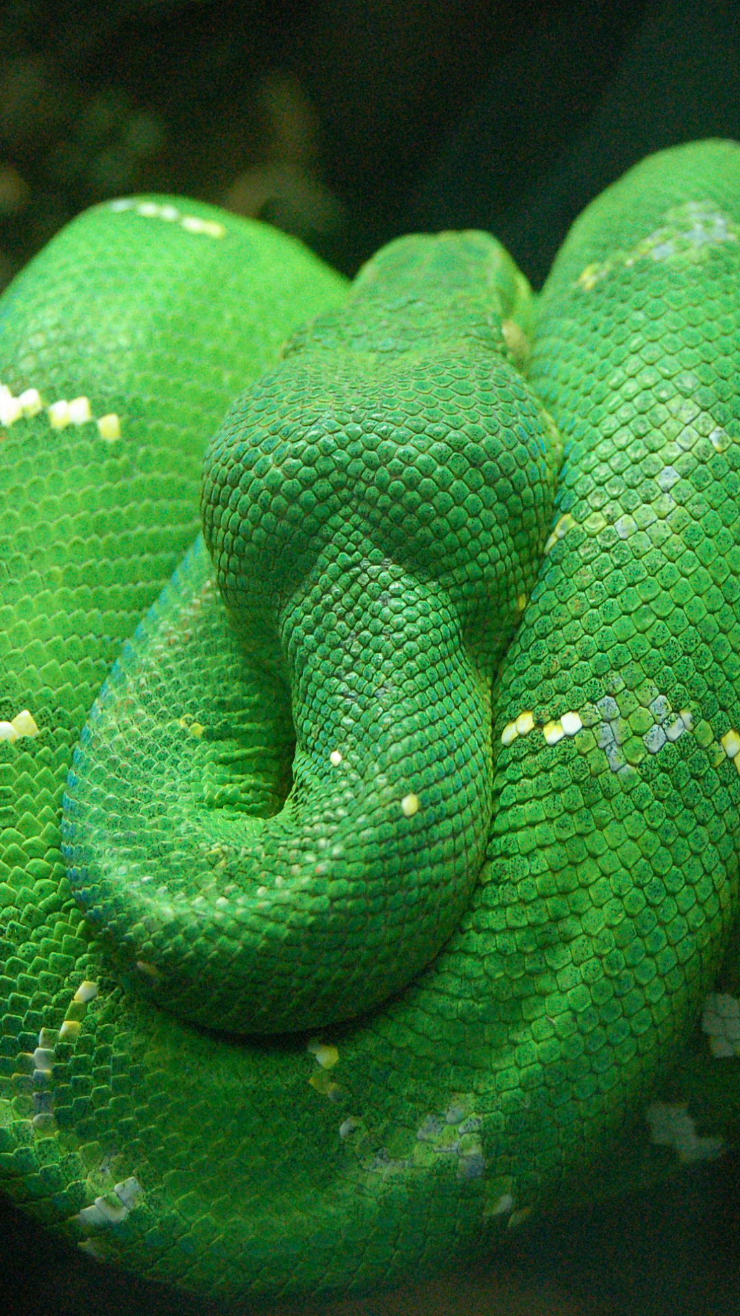 animal, emerald tree boa, snake, reptile