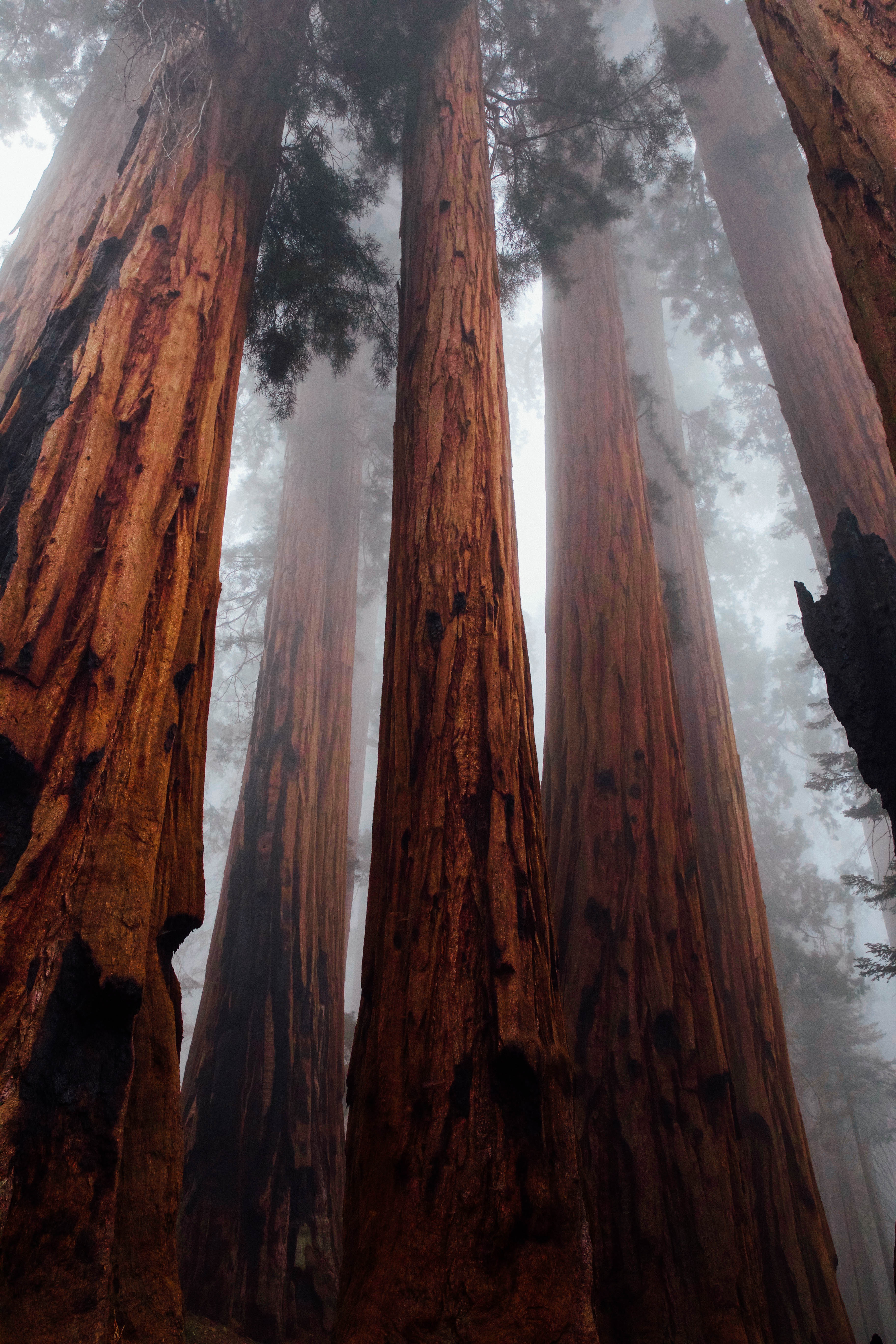 nature, forest, fog, bottom view, trees, bark, trunks