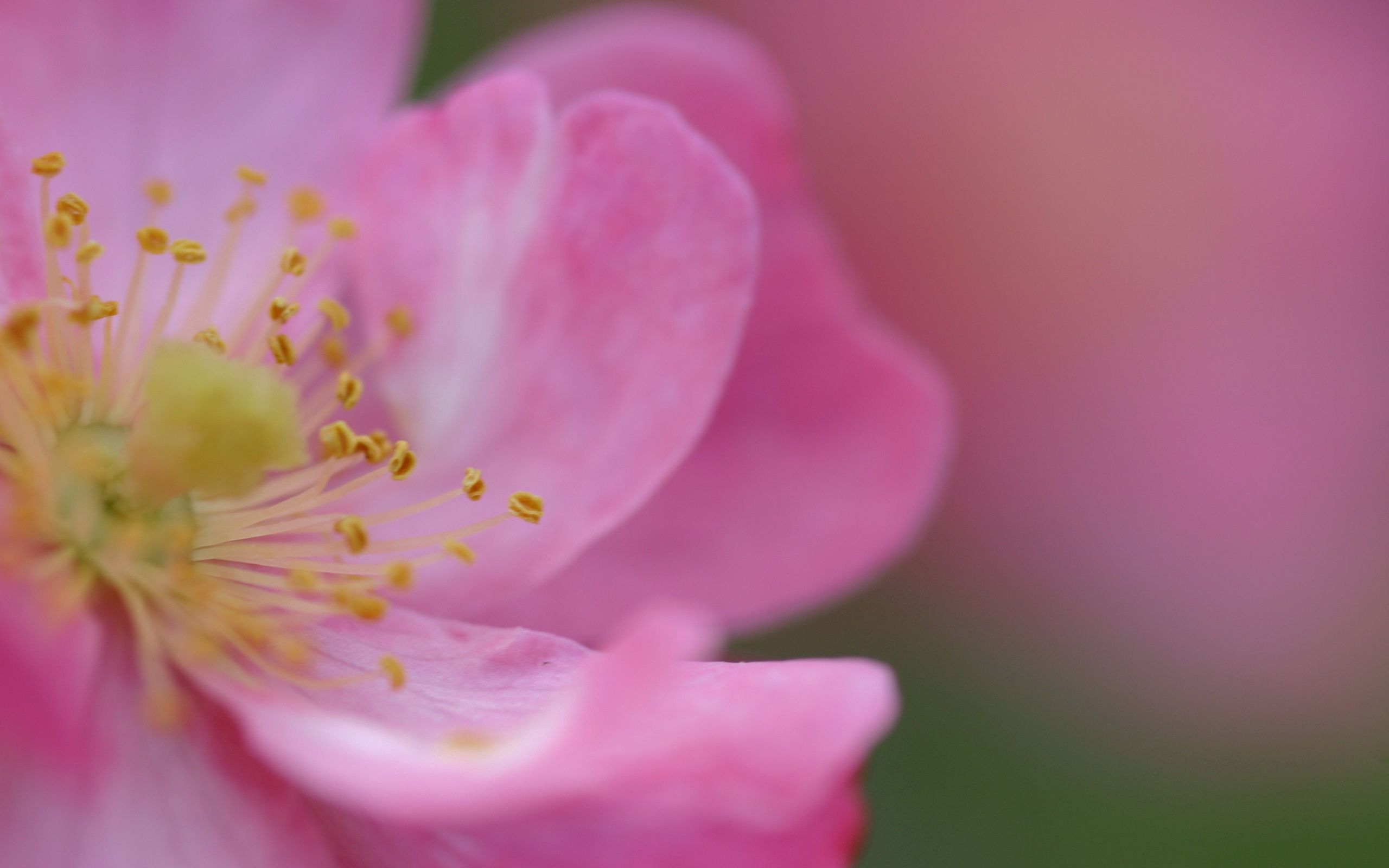 Download mobile wallpaper Briar, Petals, Macro, Rose, Rose Flower, Flower, Color, Pink for free.