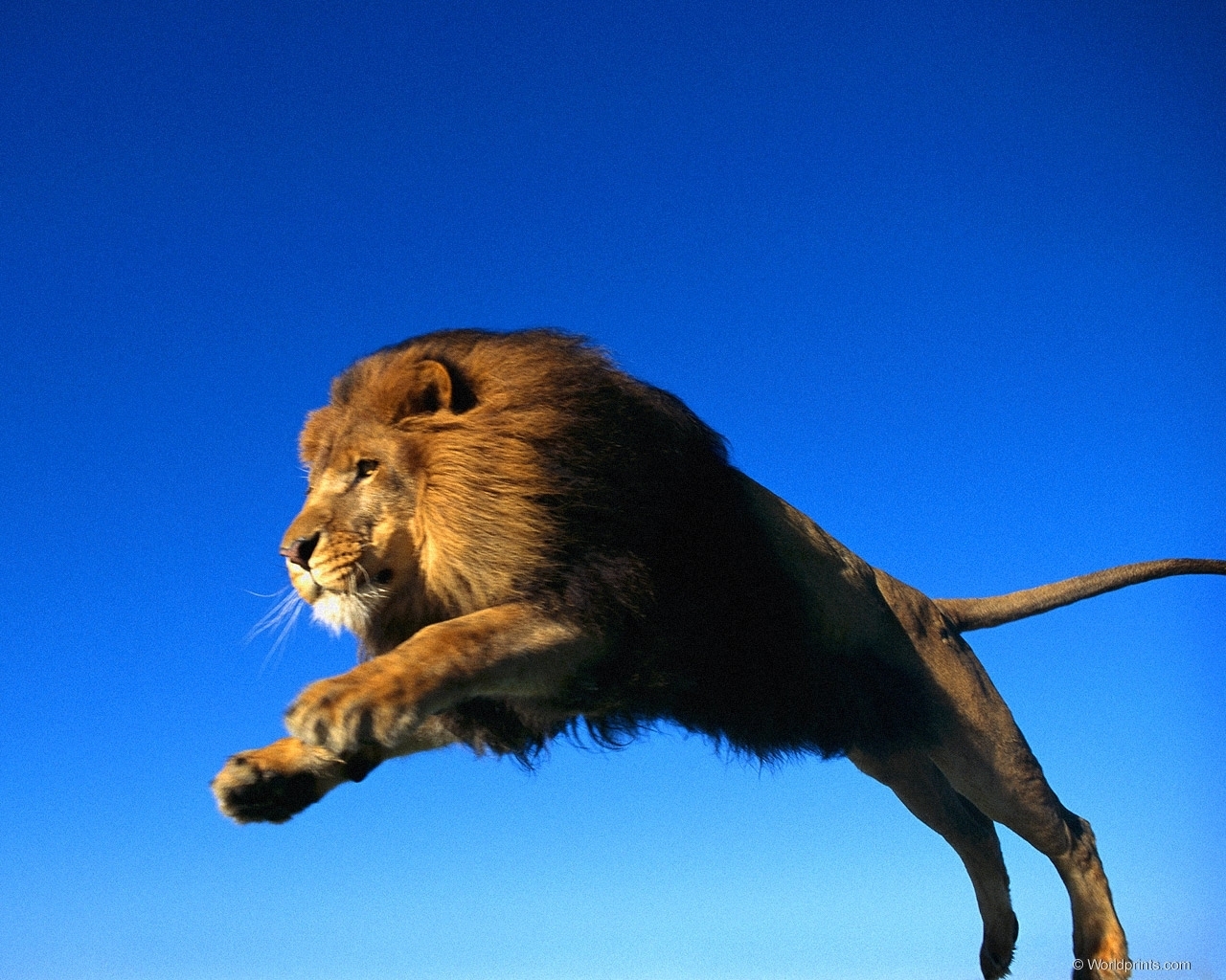 Скачати мобільні шпалери Тварини, Леви безкоштовно.