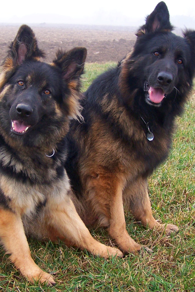 Téléchargez des papiers peints mobile Animaux, Chiens, Chien, Berger Allemand gratuitement.