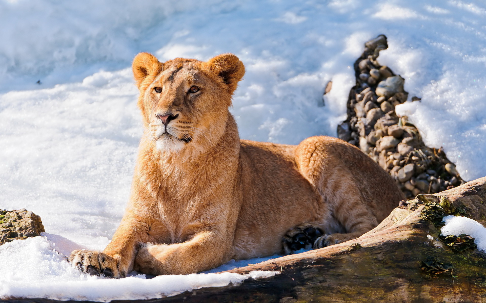 Descarga gratuita de fondo de pantalla para móvil de Animales, Nieve, León.