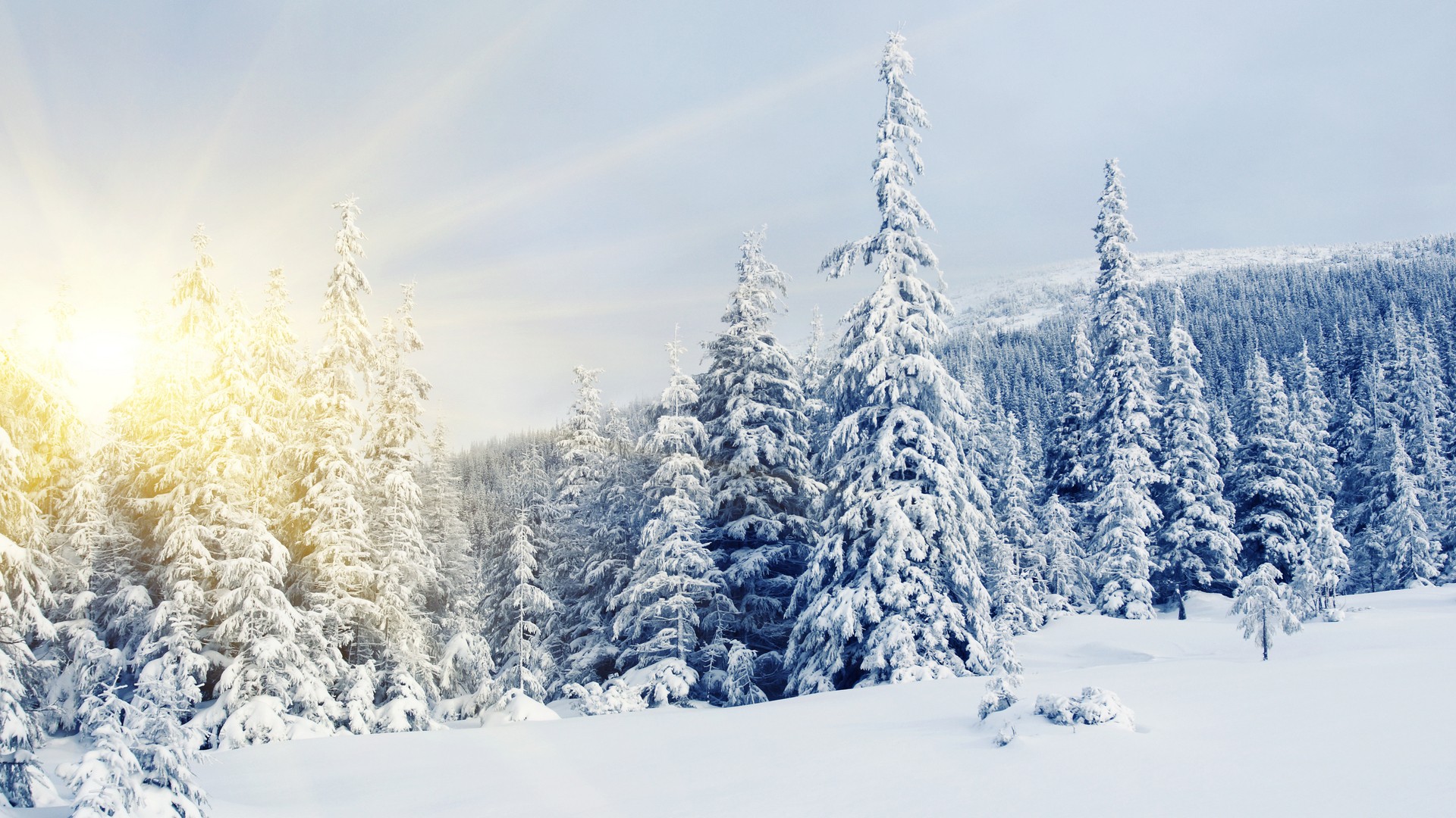 Download mobile wallpaper Winter, Forest, Earth for free.