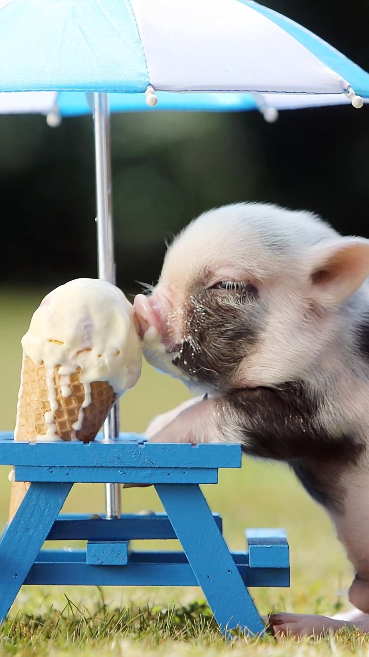 無料モバイル壁紙動物, 豚, アイスクリーム, 可愛い, 赤ちゃん動物をダウンロードします。