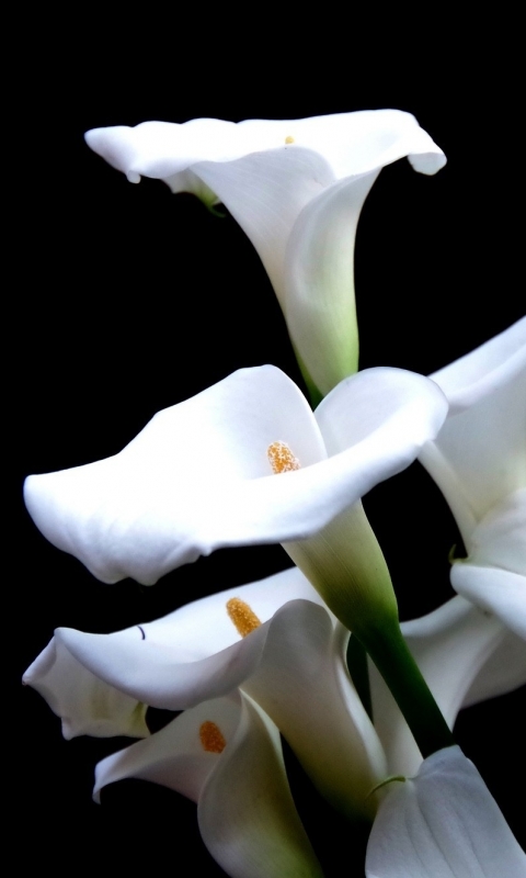 calla lily, earth, flower, calla, lily, flowers