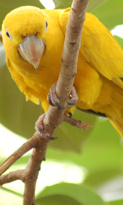 Handy-Wallpaper Tiere, Vögel, Papagei kostenlos herunterladen.