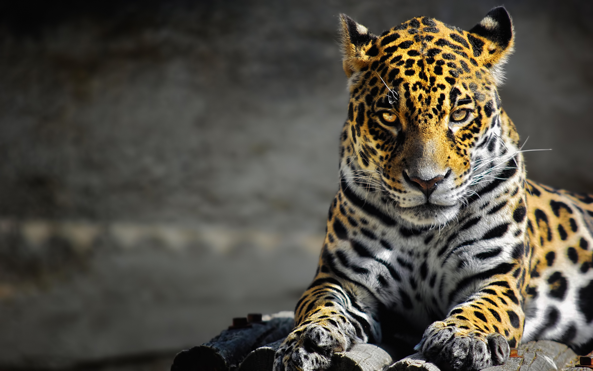 animals, leopards, gray phone background