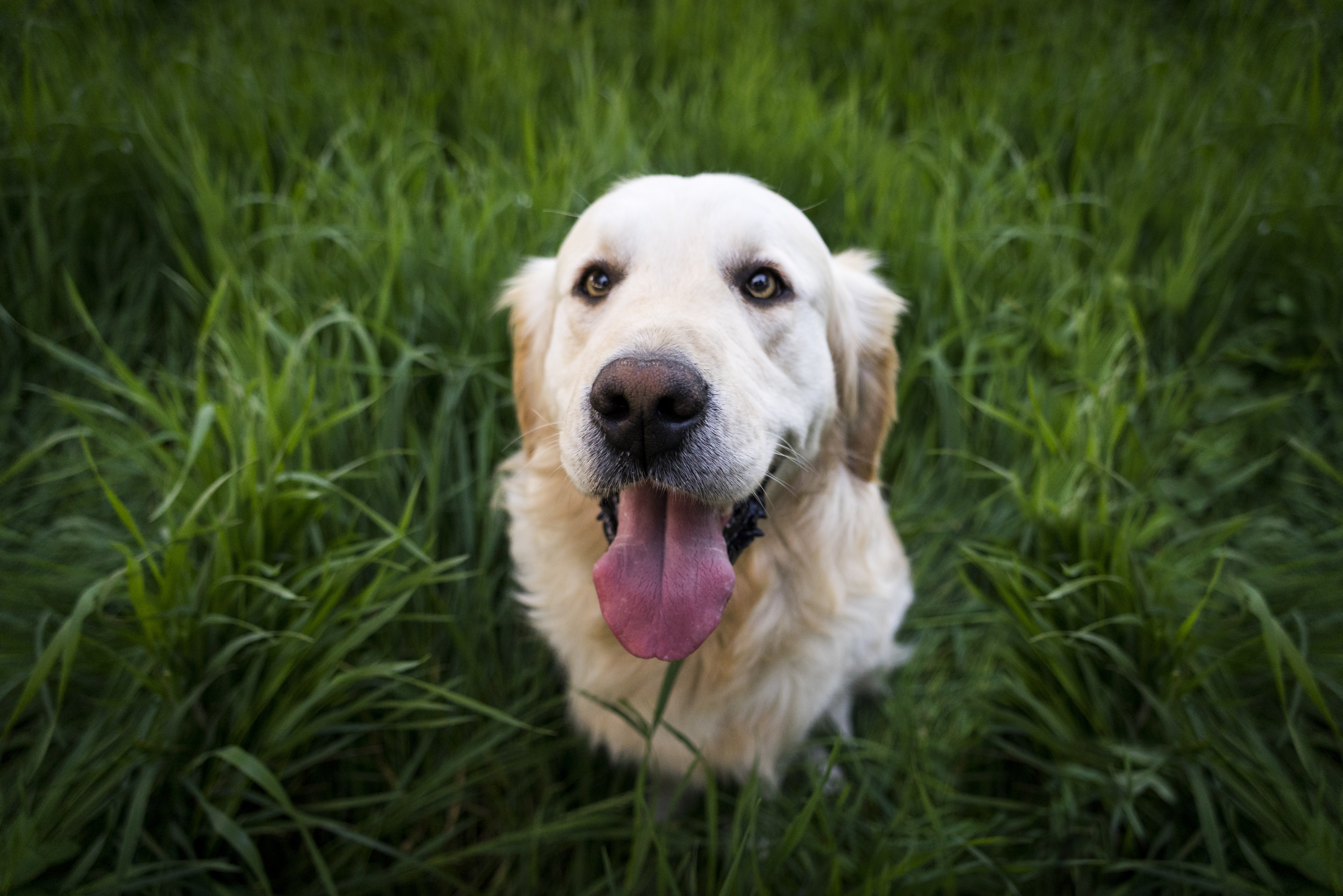 Download mobile wallpaper Dogs, Grass, Dog, Muzzle, Animal, Golden Retriever for free.