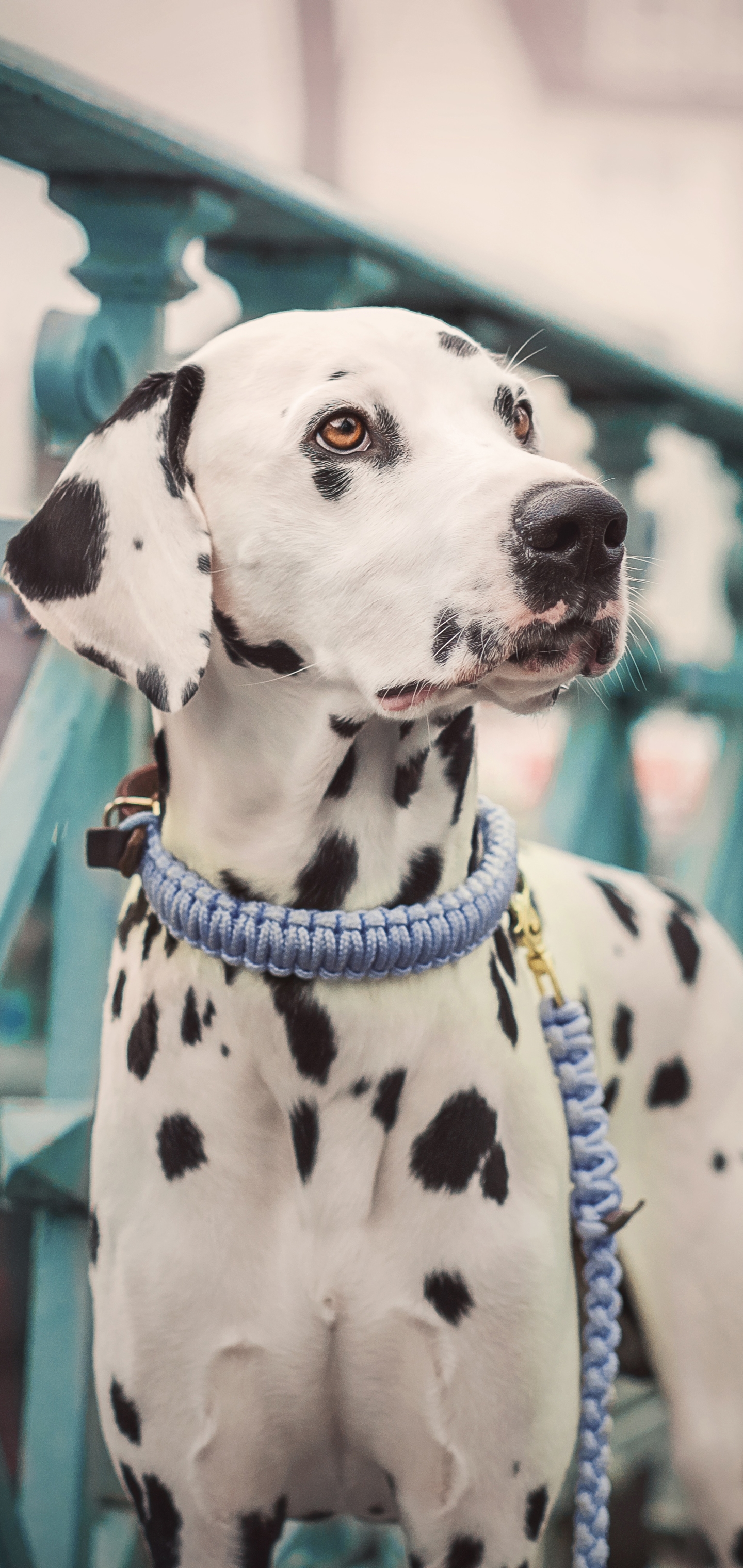 Download mobile wallpaper Dogs, Dog, Animal, Dalmatian for free.
