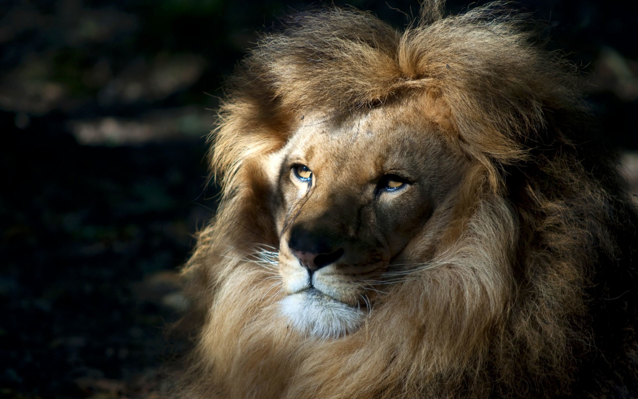 animals, lions Ultra HD, Free 4K, 32K