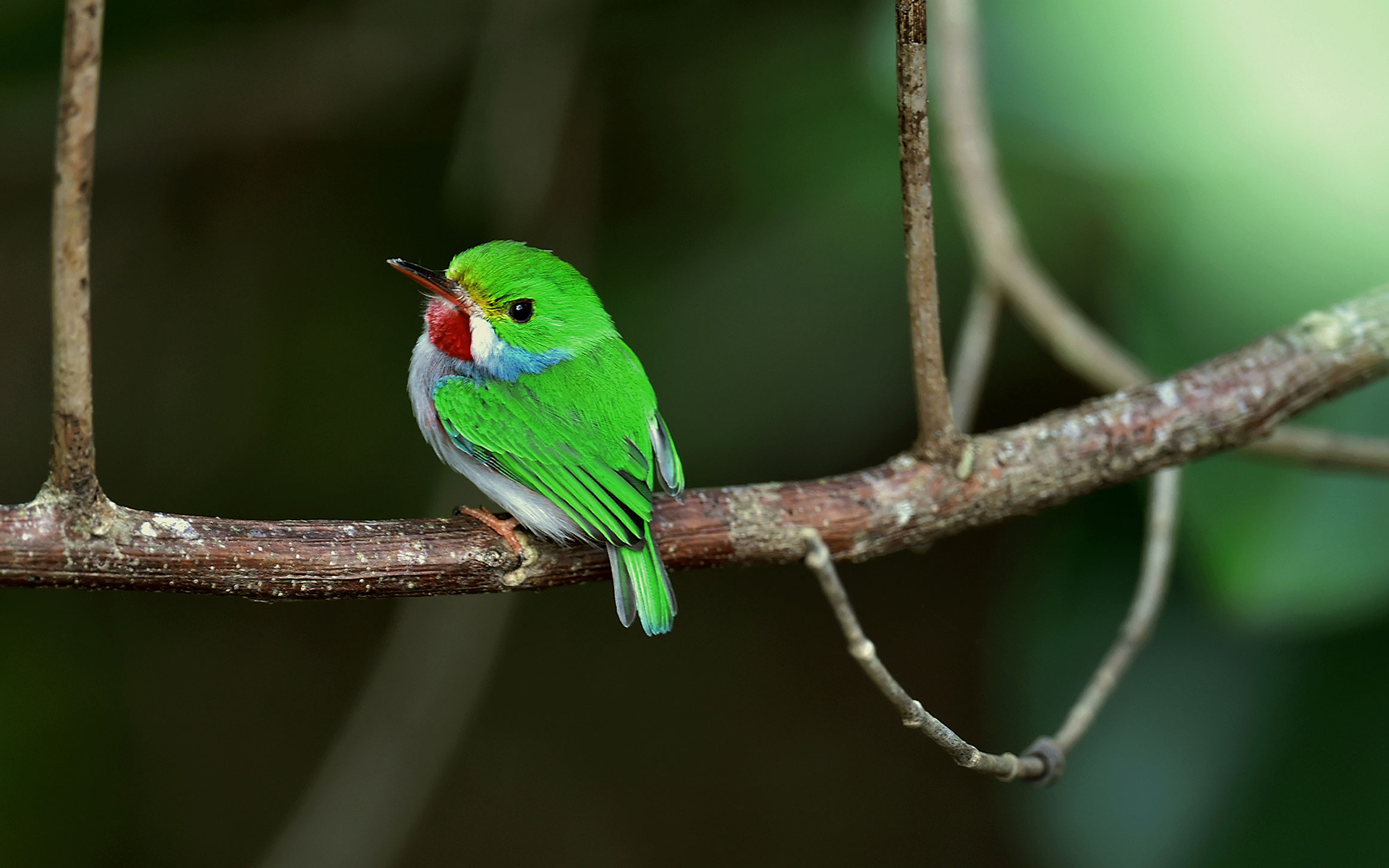 Laden Sie das Tiere, Vögel, Vogel, Kolibri, Kubanischer Tody-Bild kostenlos auf Ihren PC-Desktop herunter