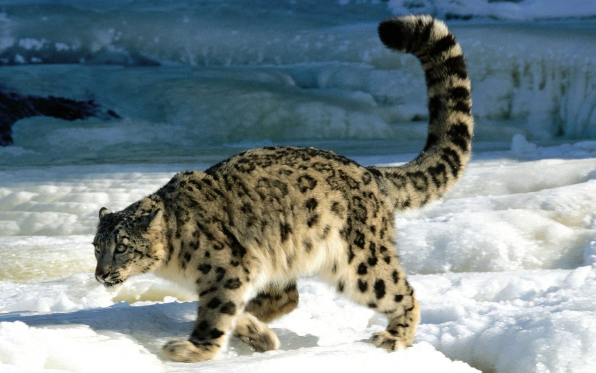 Descarga gratuita de fondo de pantalla para móvil de Animales, Gatos, Leopardo De Las Nieves.