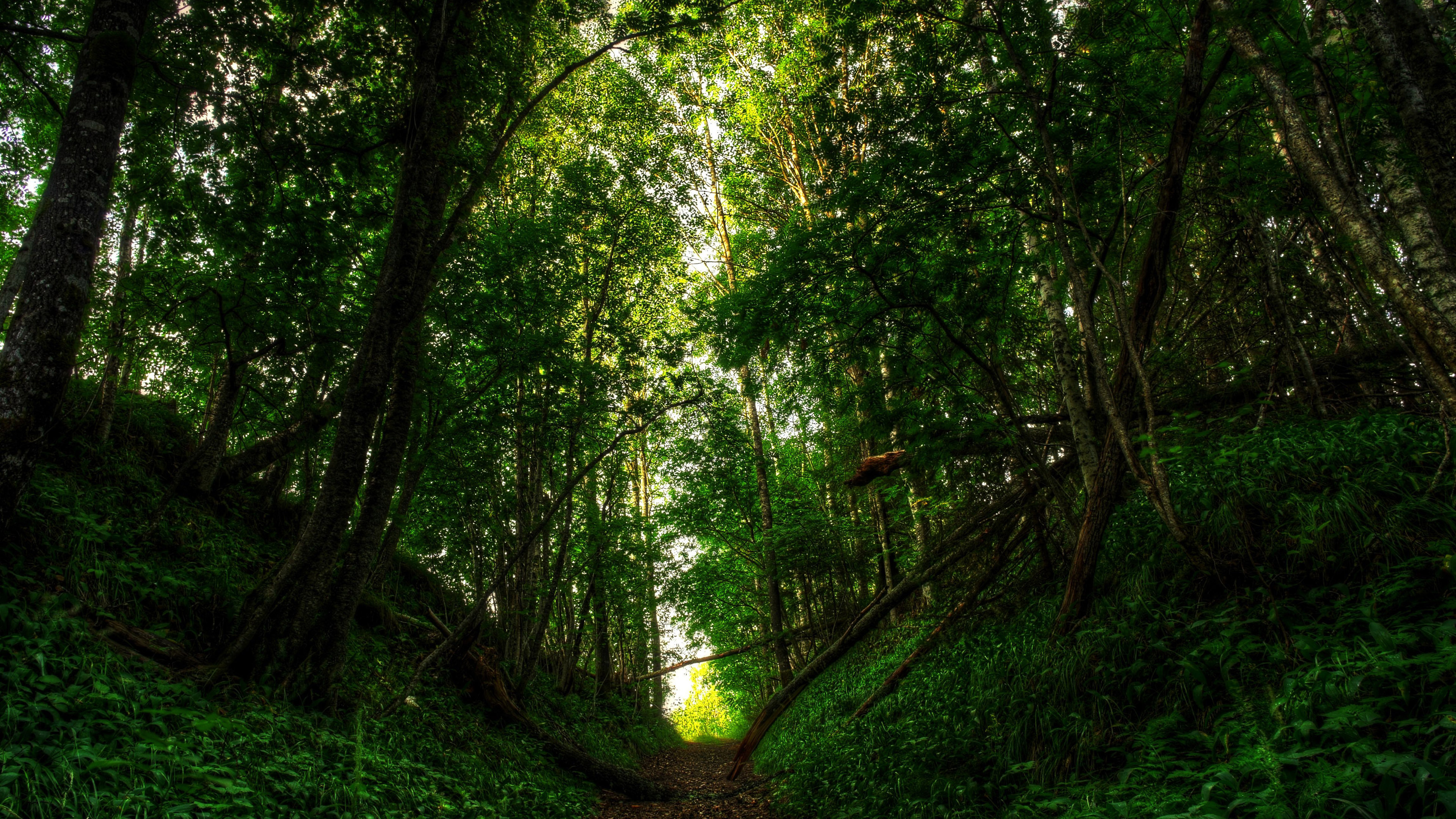 Скачать картинку Лес, Дерево, Зеленый, Дорожка, Сделано Человеком в телефон бесплатно.