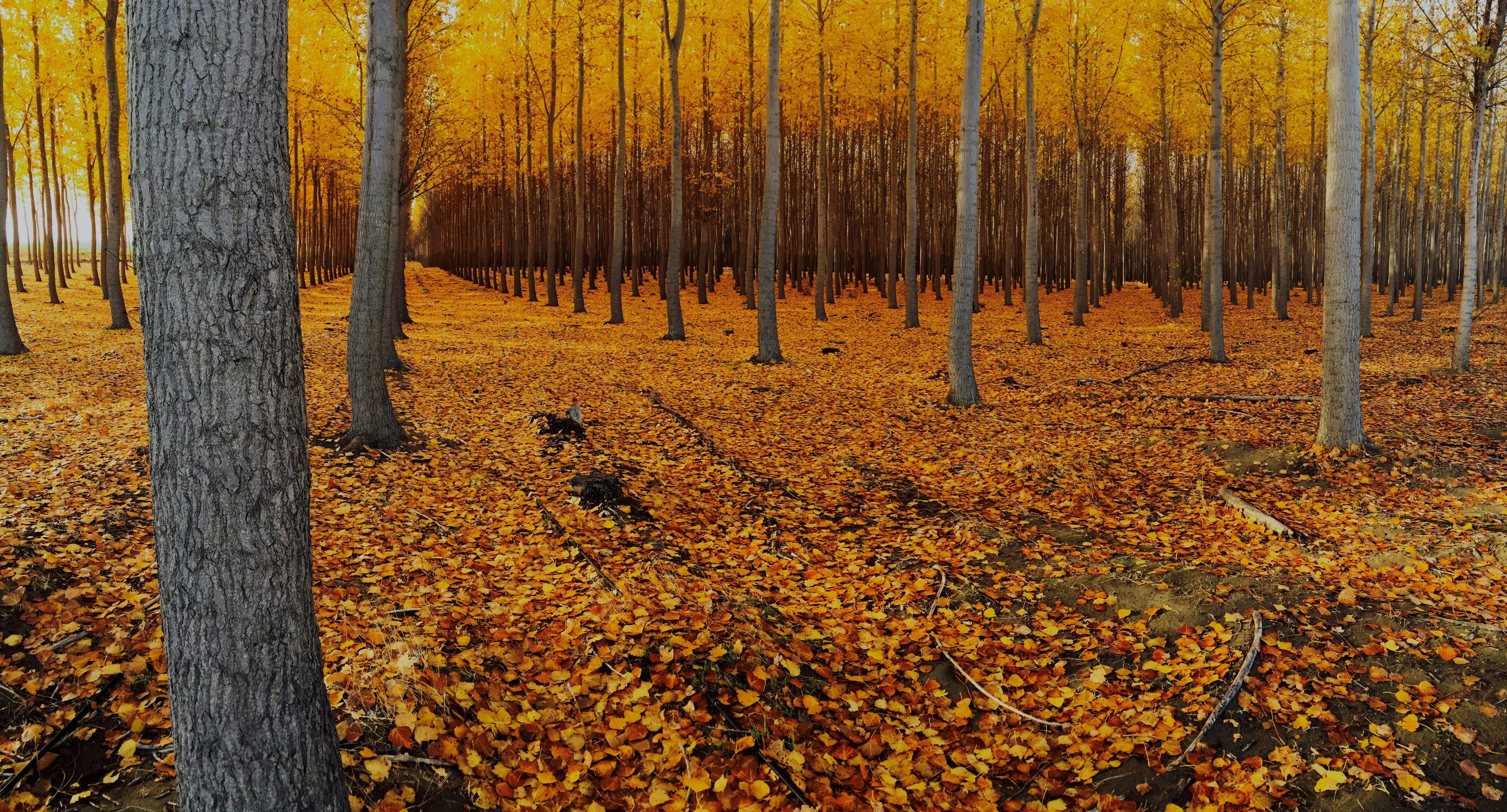 Laden Sie das Natur, Herbst, Wald, Baum, Blatt, Erde/natur-Bild kostenlos auf Ihren PC-Desktop herunter