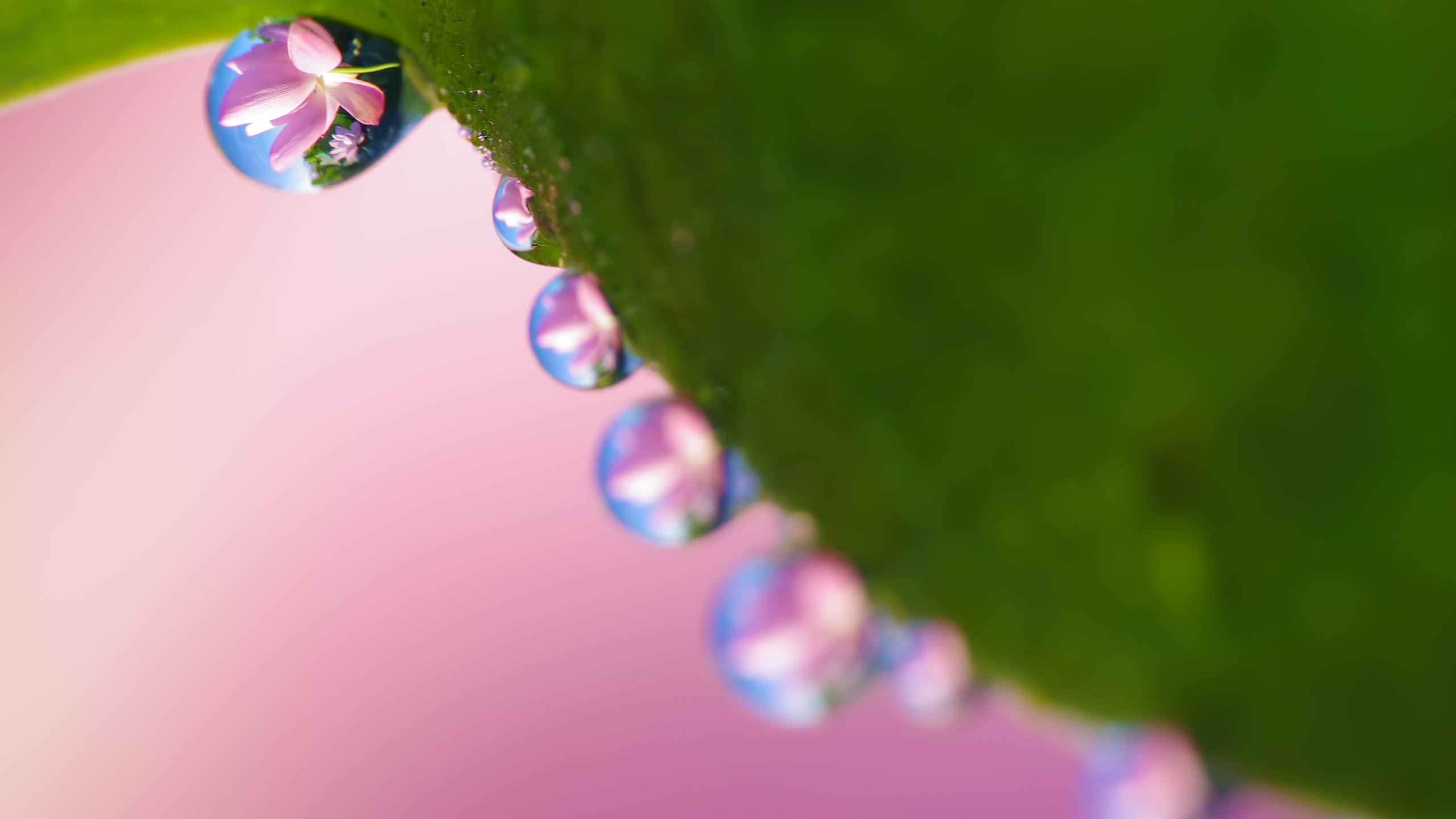 Descarga gratis la imagen Naturaleza, Flor Rosa, Tierra/naturaleza, Gota De Agua, Macrofotografía, Reflejo en el escritorio de tu PC