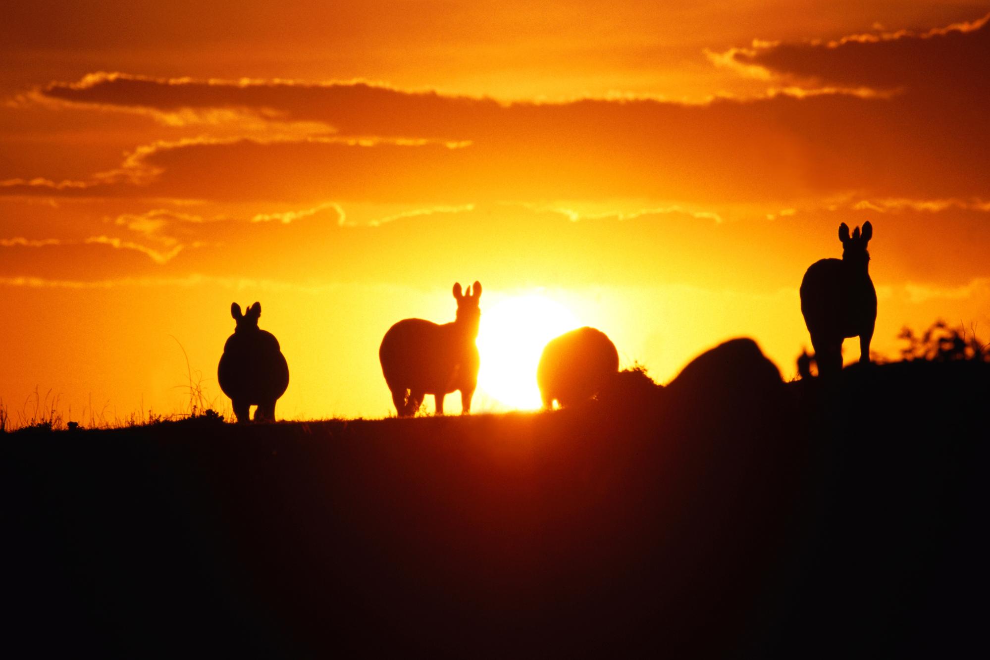 Laden Sie das Tiere, Sonnenuntergang, Zebra-Bild kostenlos auf Ihren PC-Desktop herunter