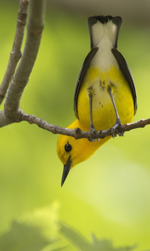 Descarga gratuita de fondo de pantalla para móvil de Animales, Aves, Ave.