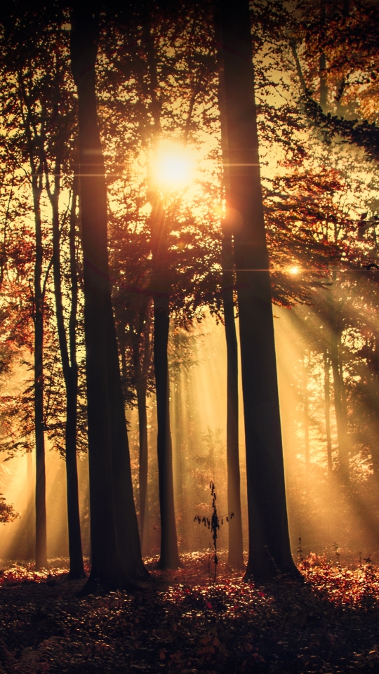 Download mobile wallpaper Nature, Silhouette, Forest, Tree, Earth, Sunbeam for free.